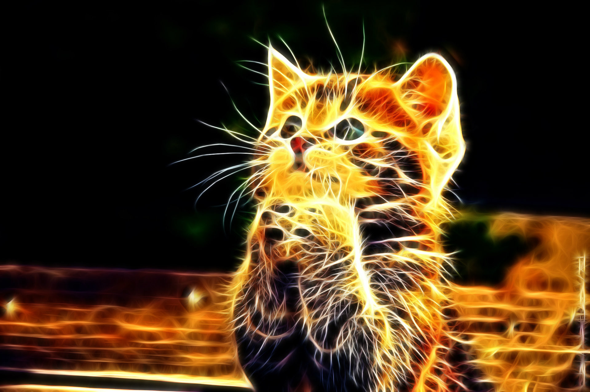 Cat Abstract HD Wallpaper
