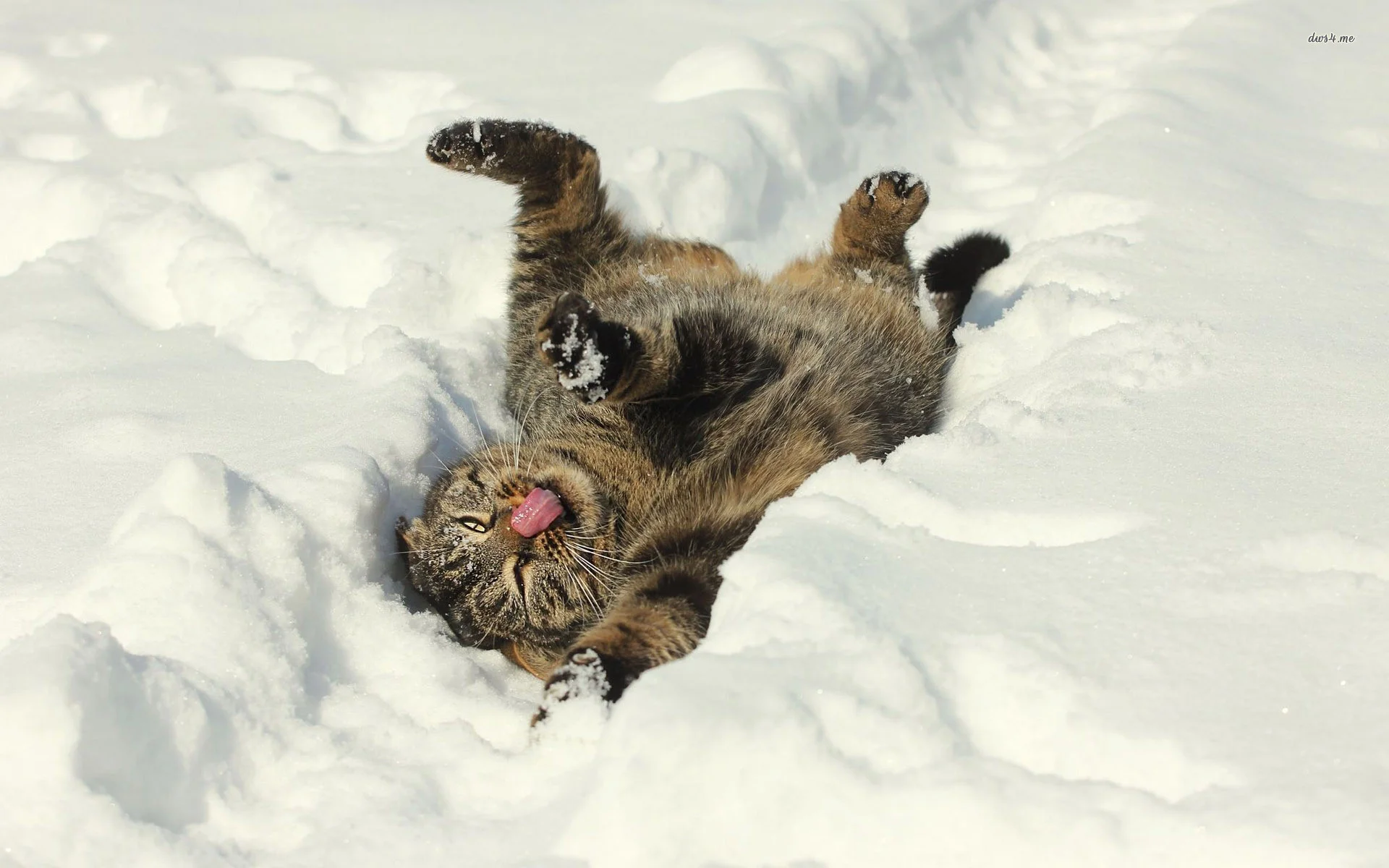 Funny cat in the snow wallpaper – Animal wallpapers