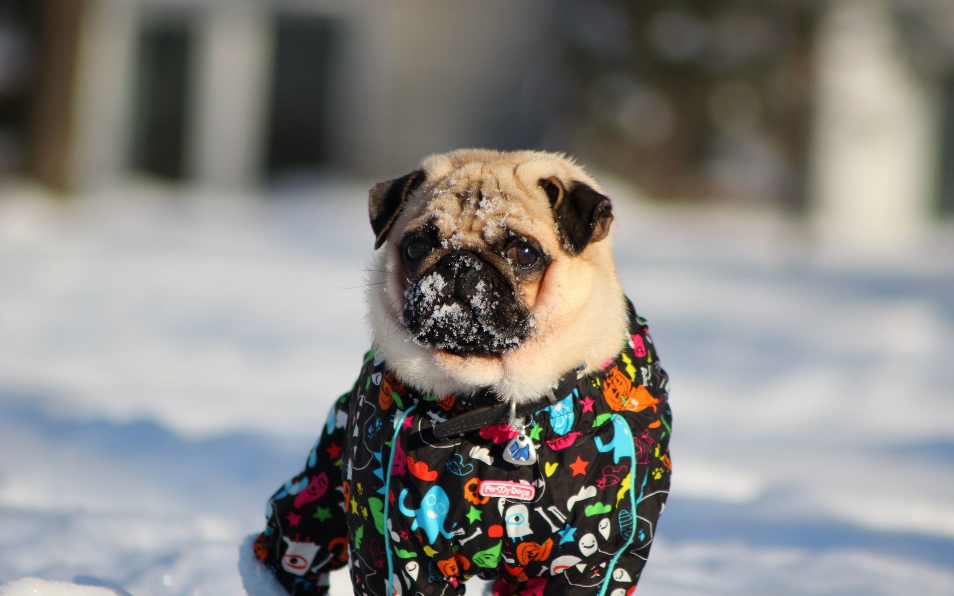 Cute winter animal wallpaper – Winter Pug Snow Cute Face Eyes Wallpaper  72031 Wallpaperup. Download