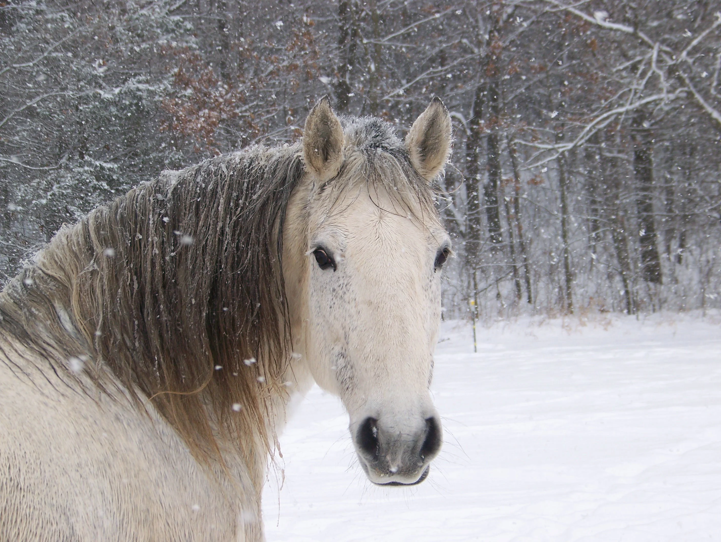 Horses are really cute animals and remained faithful with the human beings since
