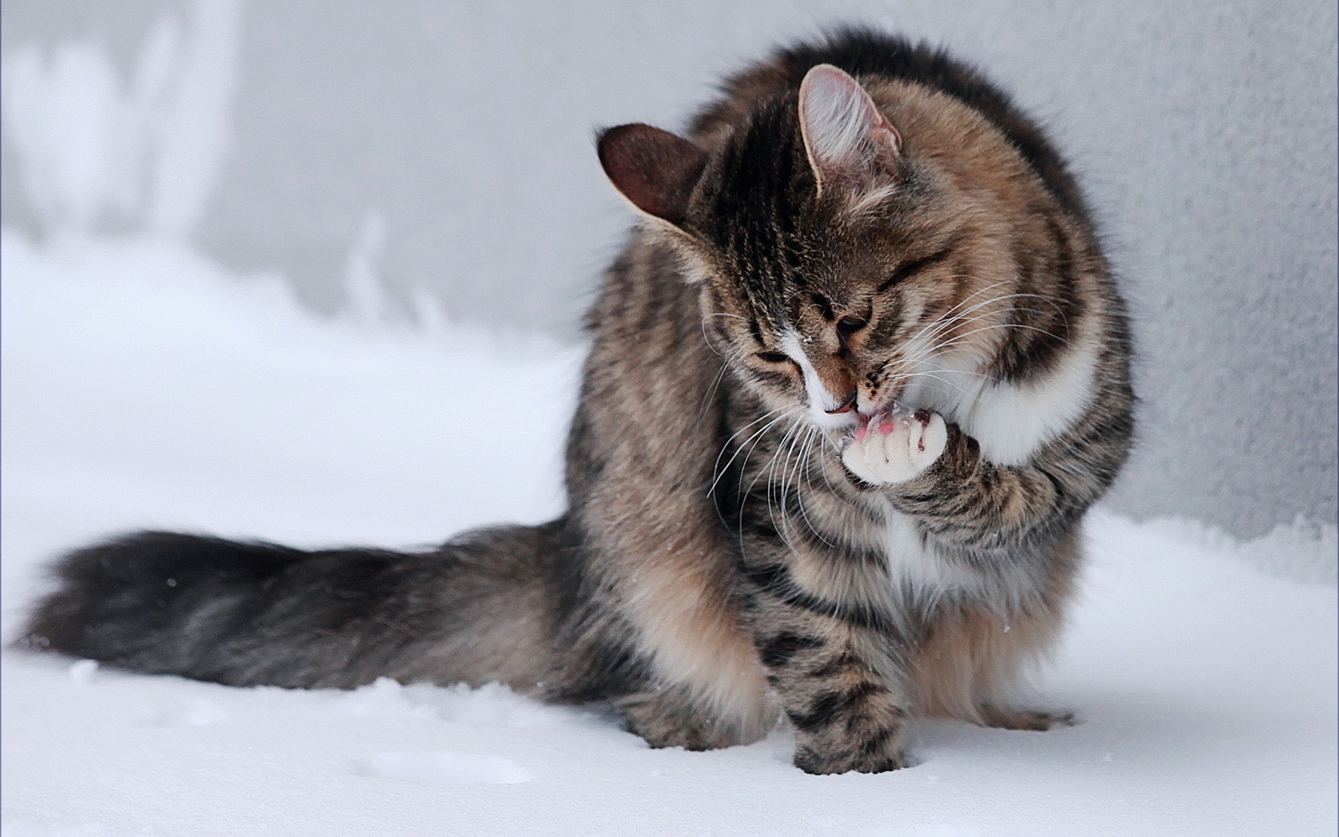 Winter snow cats animals outdoors kittens tv shows wallpaper .