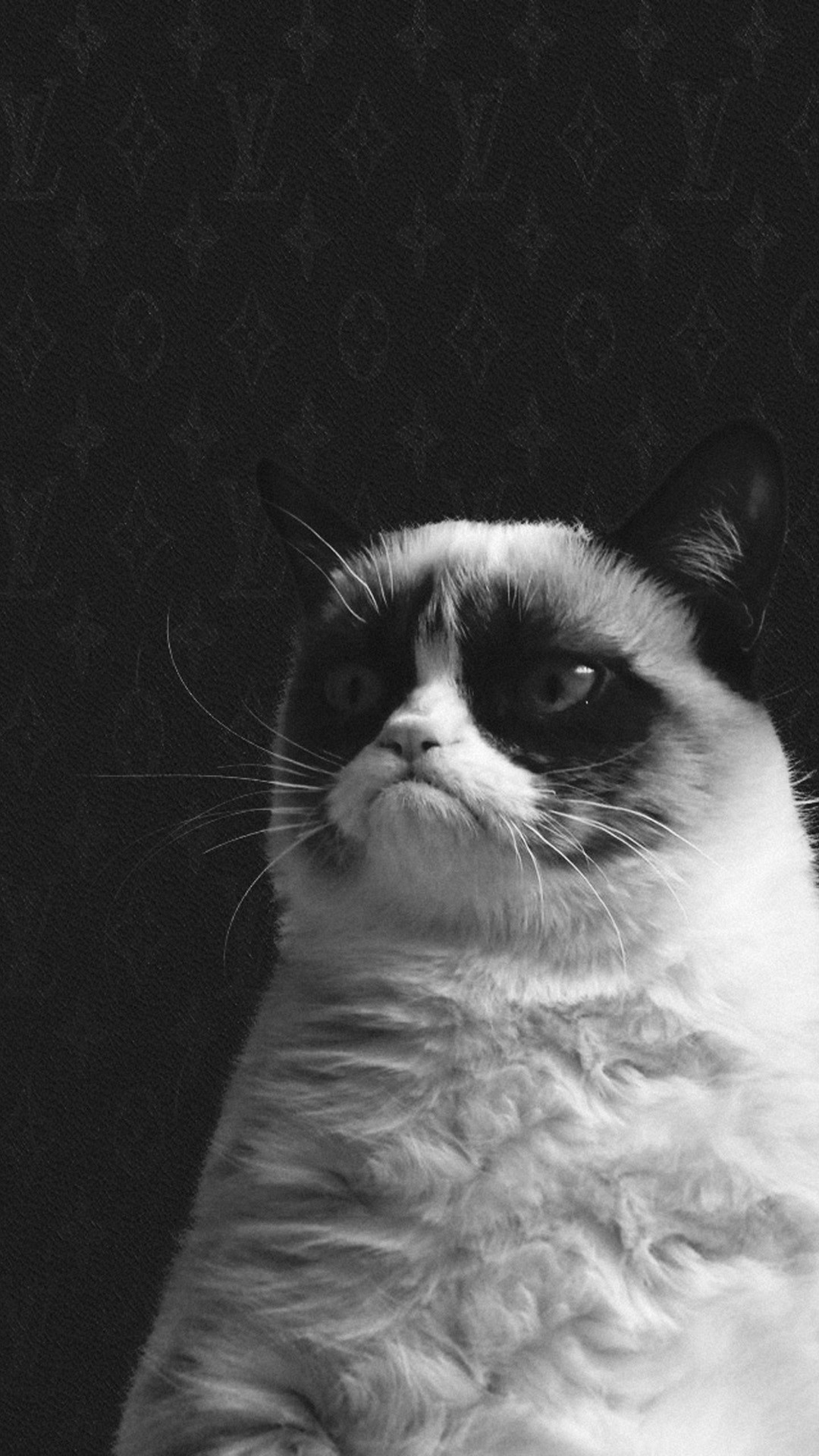 Funny Grumpy Cat HD Wallpaper iPhone 6 plus – wallpapersmobile.net