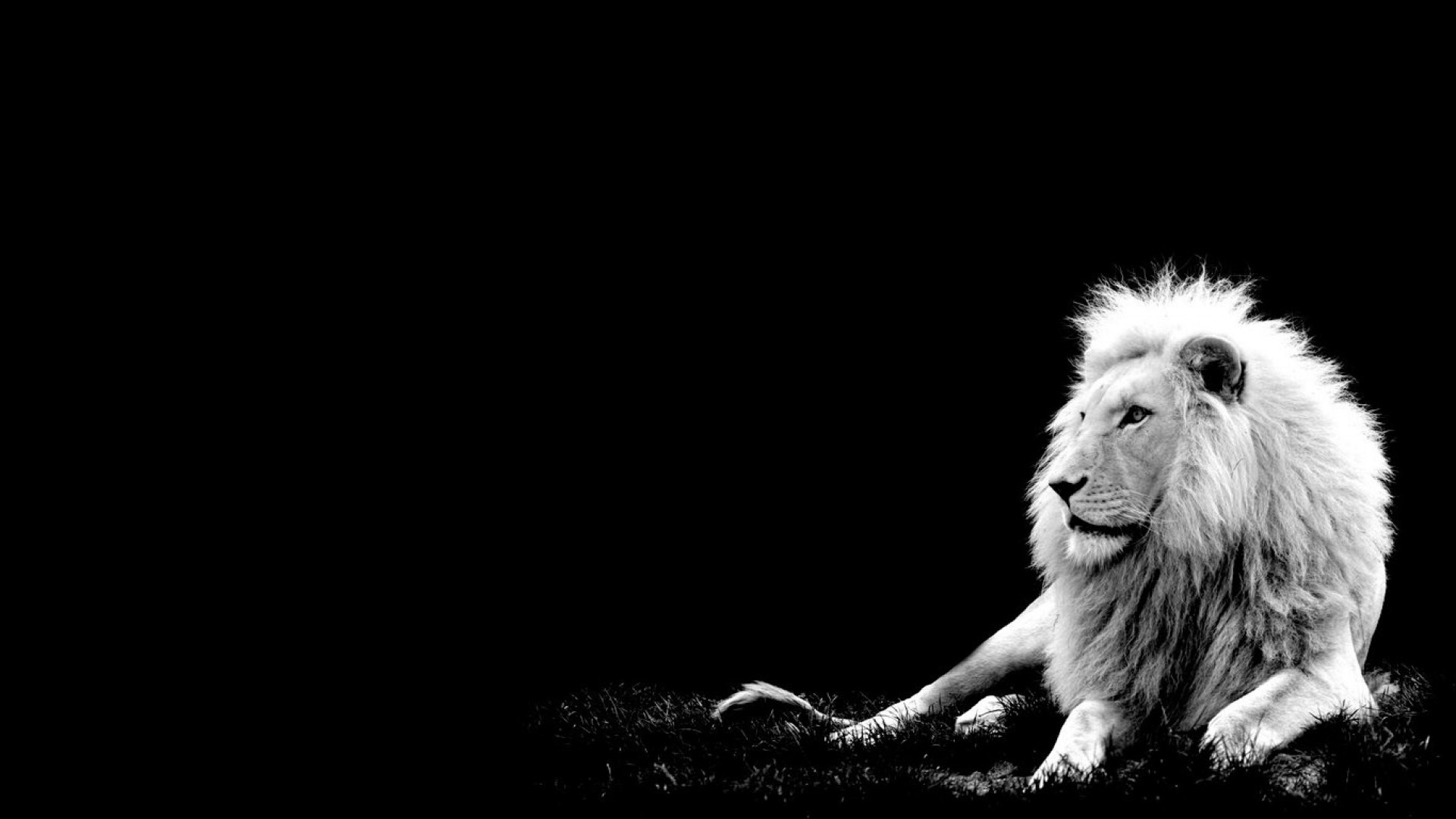 Lion Wallpaper HD Pictures One HD Wallpaper Pictures Backgrounds Lion Image Wallpapers  Wallpapers)