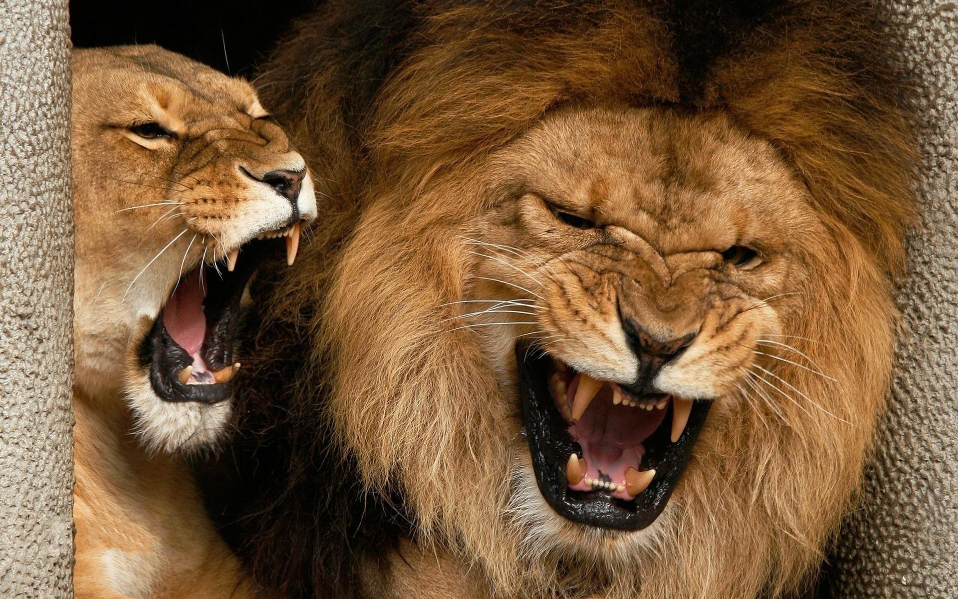 Roaring Lions