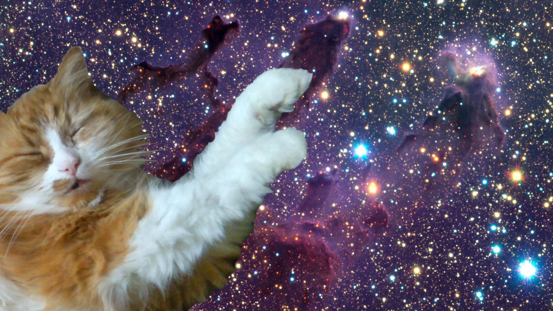 Galleries Related: Tumblr Cat Trippy , Tumblr Cat Background ,