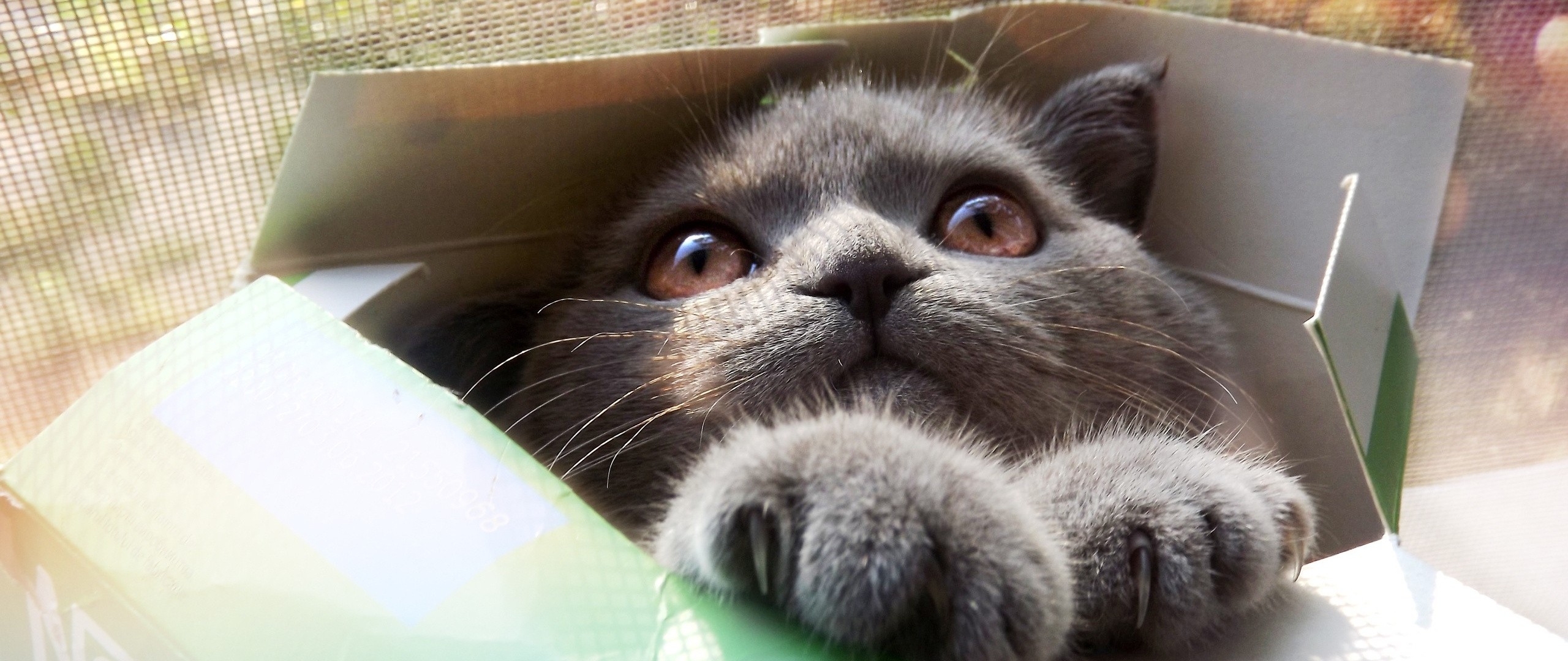 Wallpaper kitten, cat, box, cool cat, funny cat, funny