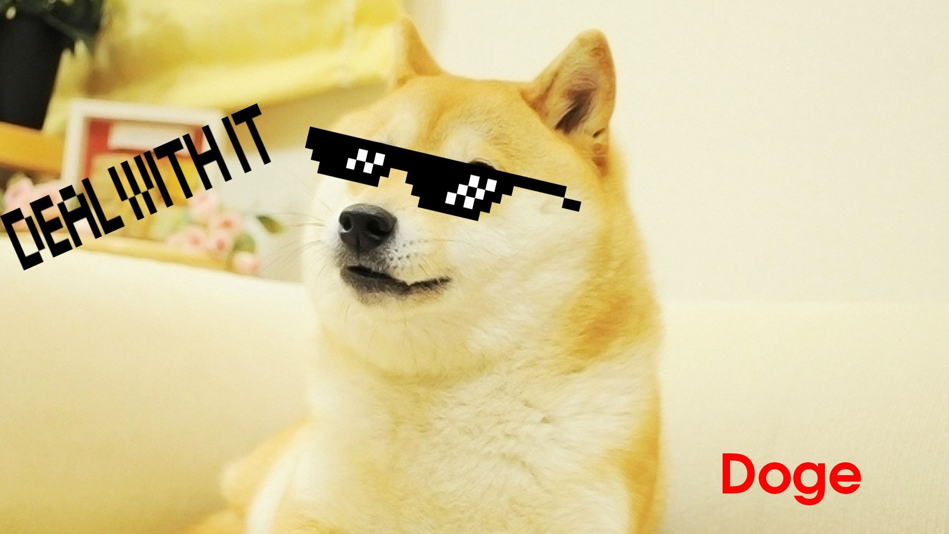 Doge face memes dog Wallpapers HD