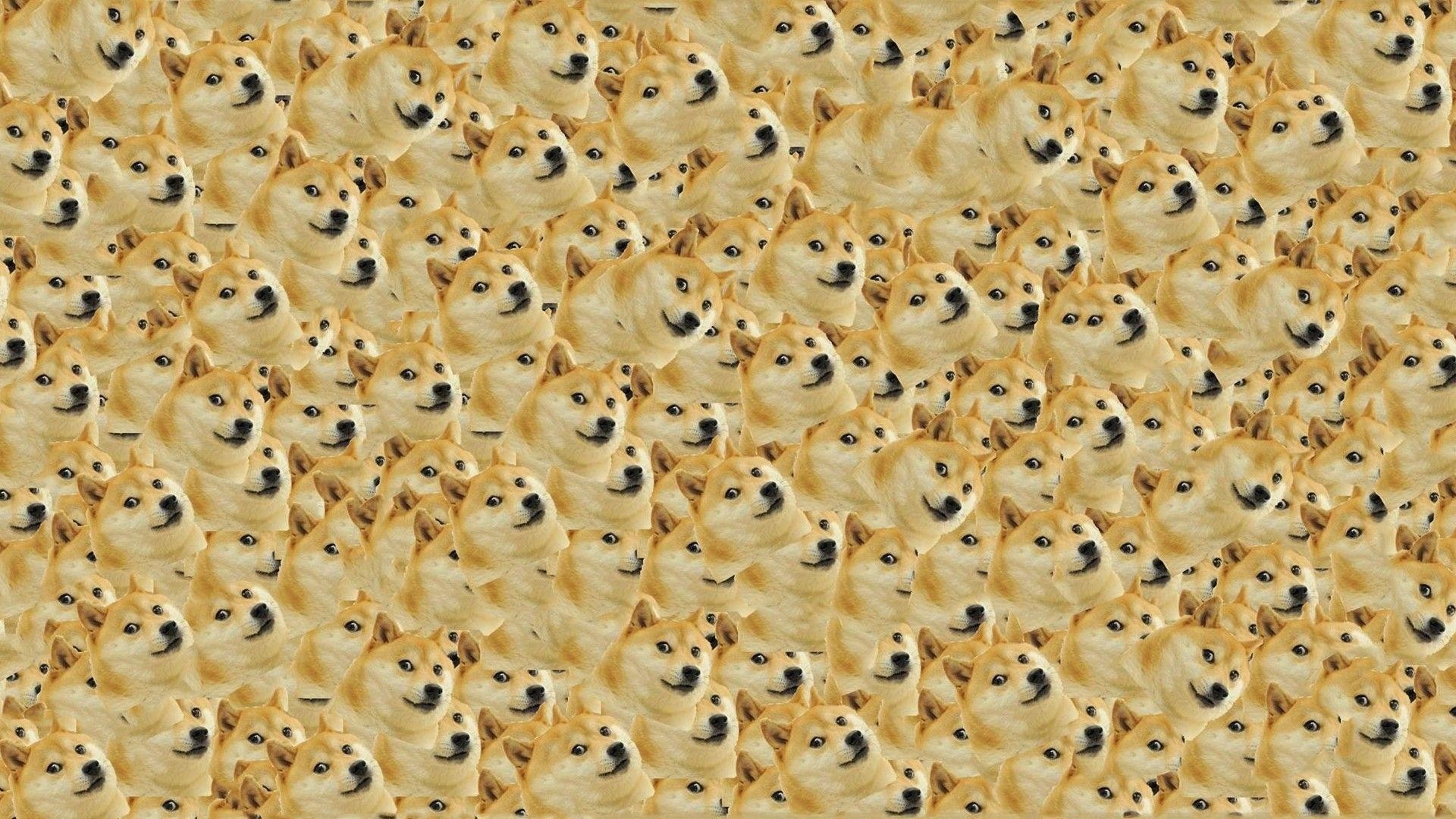 Doge Wallpaper wallpaper by VolantHail - Download on ZEDGE™ | 538b