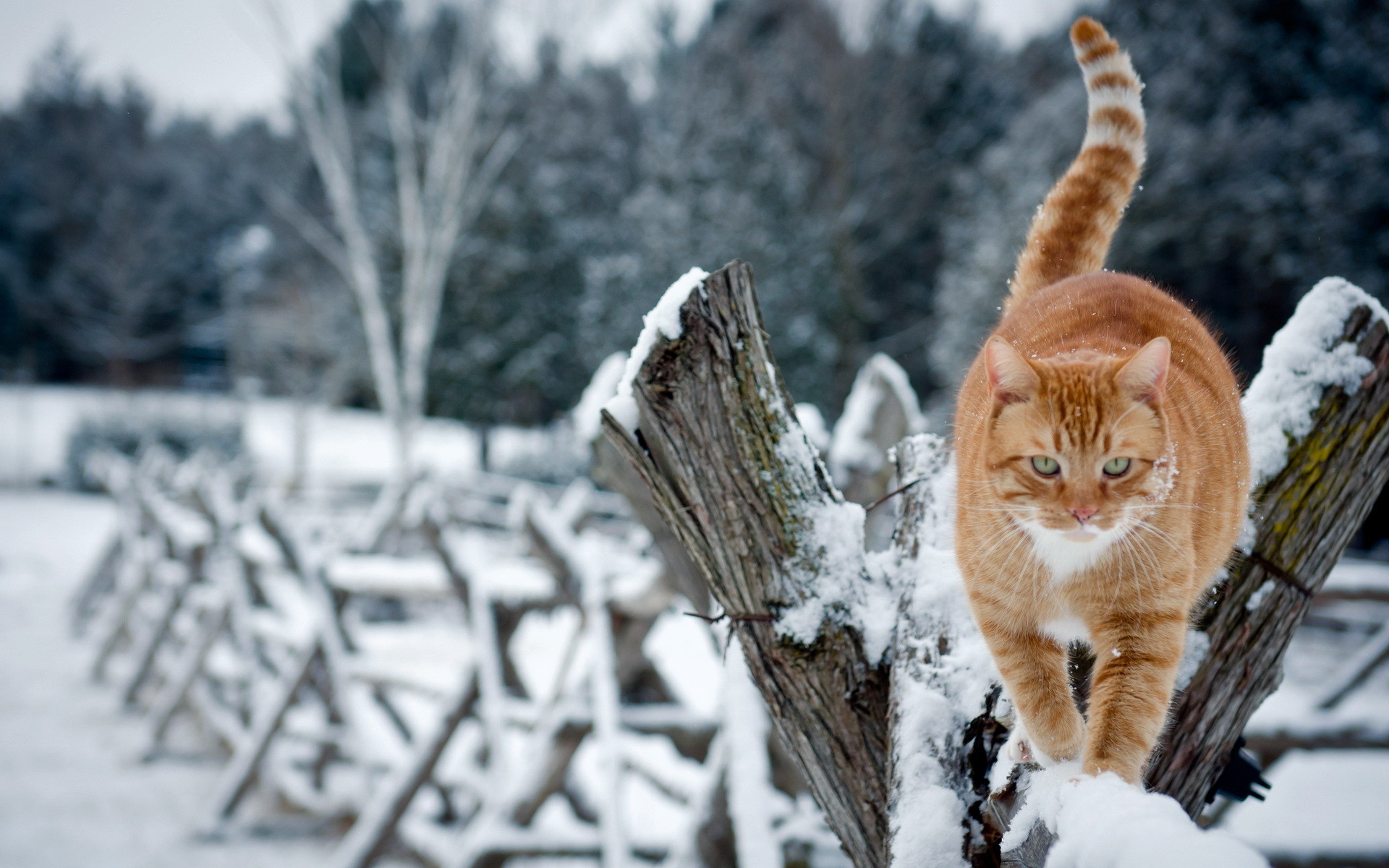 Winter Cat Desktop Background. Download