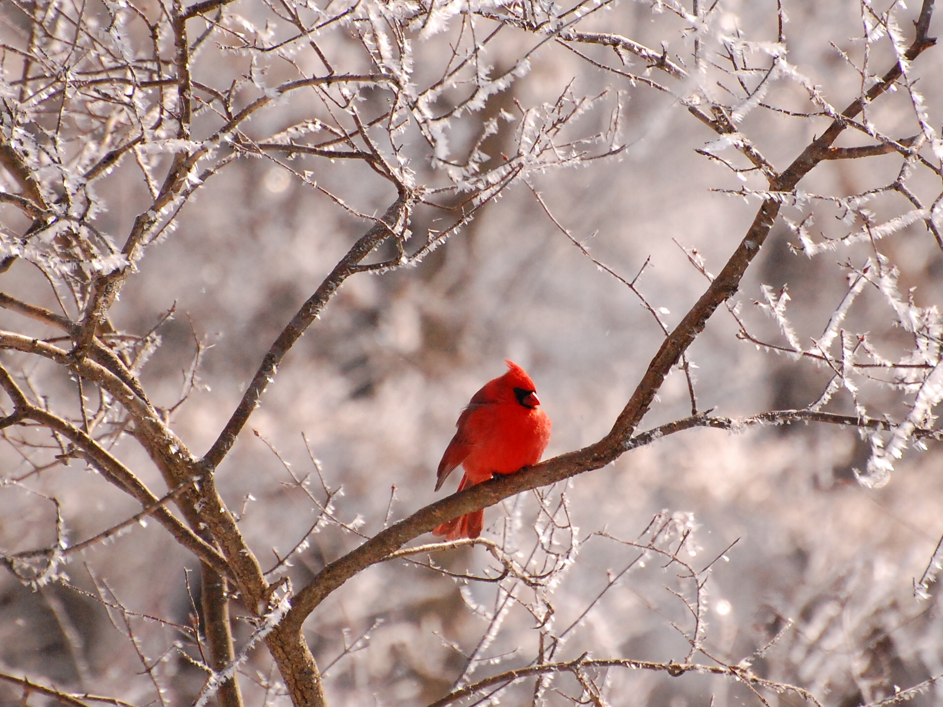 HD wallpaper: Northern Cardinal in Winter, Ohio, Birds | Wallpaper Flare