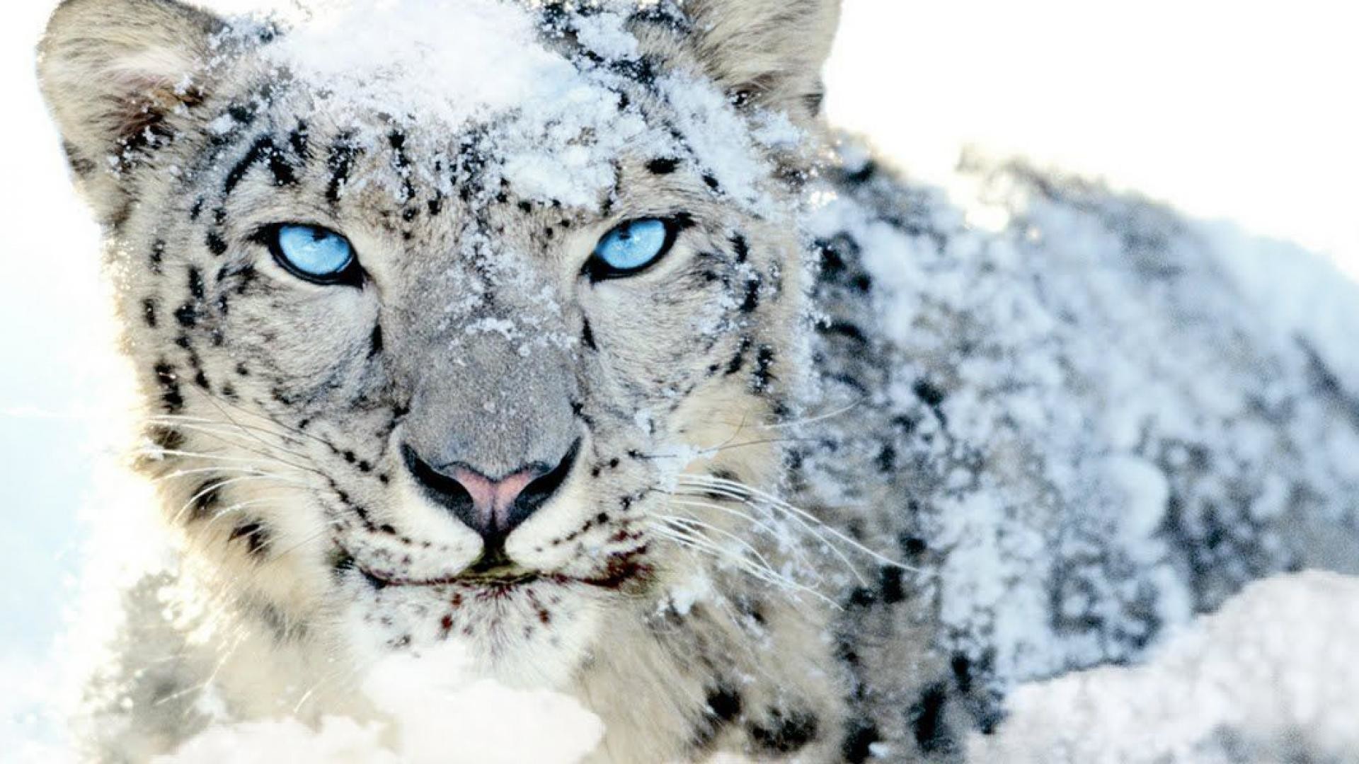 Animals for Gt Snow Leopard Wallpaper
