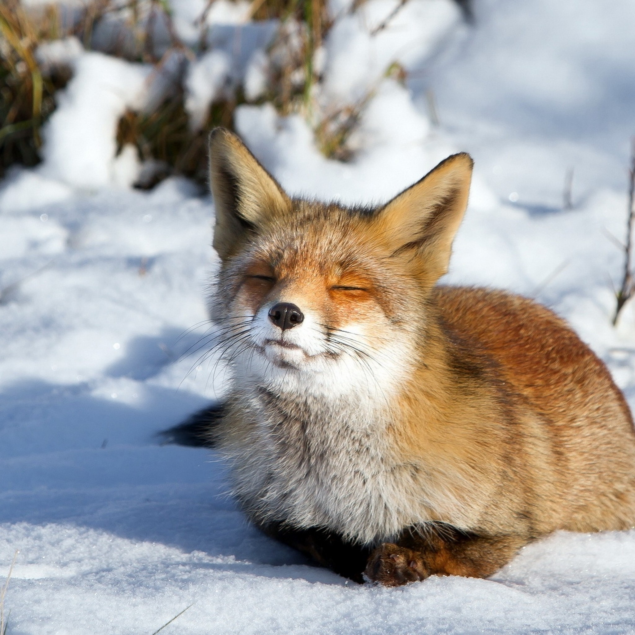 Preview wallpaper fox, snow, winter 2048×2048