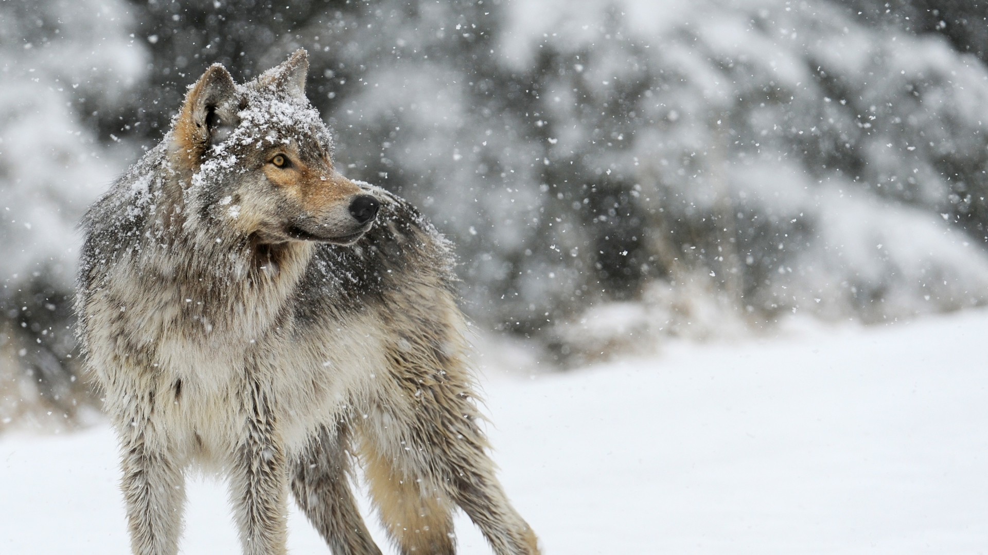 … Background Full HD 1080p. Wallpaper wolf, snow, winter,  predator