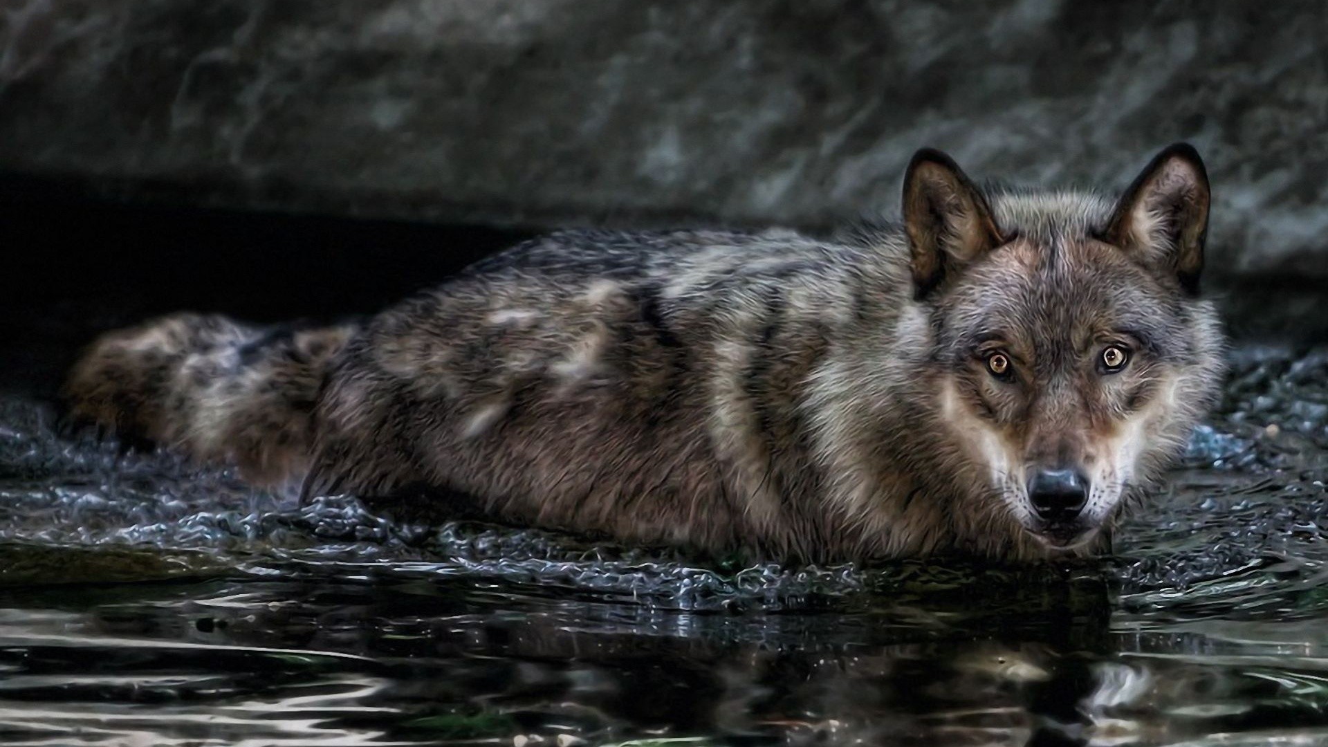 … Background Full HD 1080p. Wallpaper wolf, water, swim, hunt,  look, predator