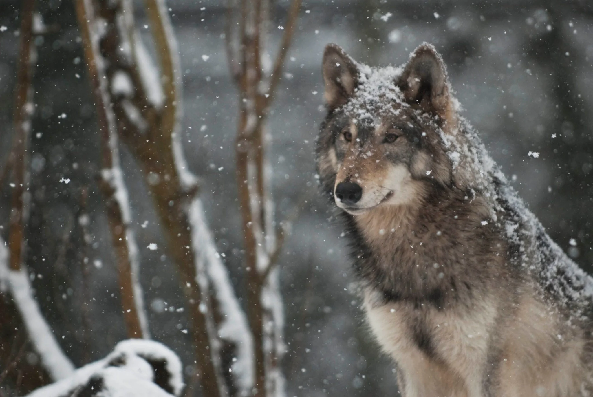 Wolf wallpaper pack 1080p hd