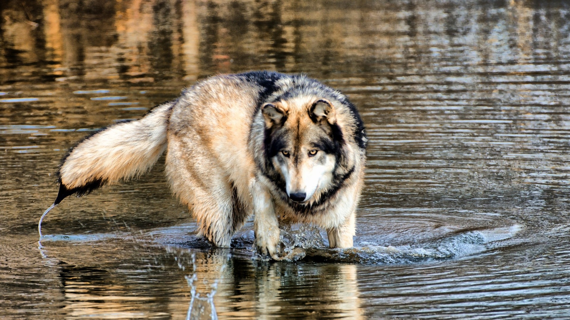 wolf river wet predator