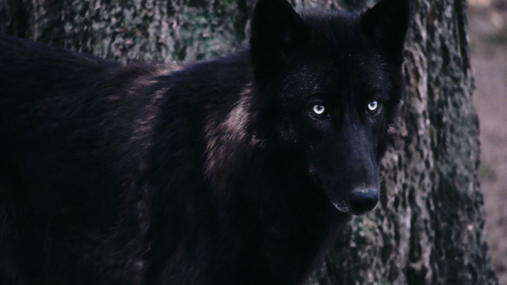 Hd pics photos black wild wolf animals hd quality desktop background wallpaper