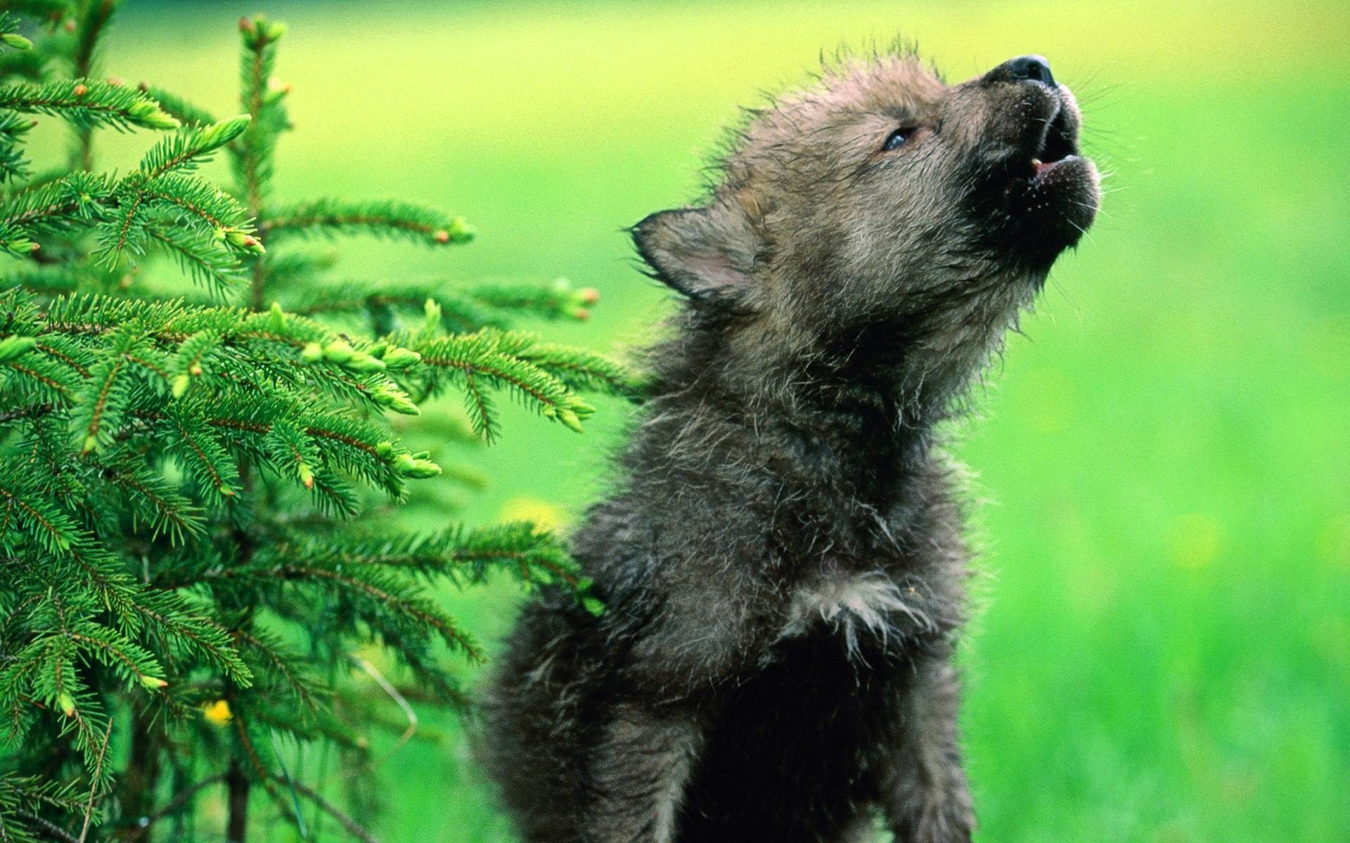 Baby Wolf Wallpapers – HD Wallpapers