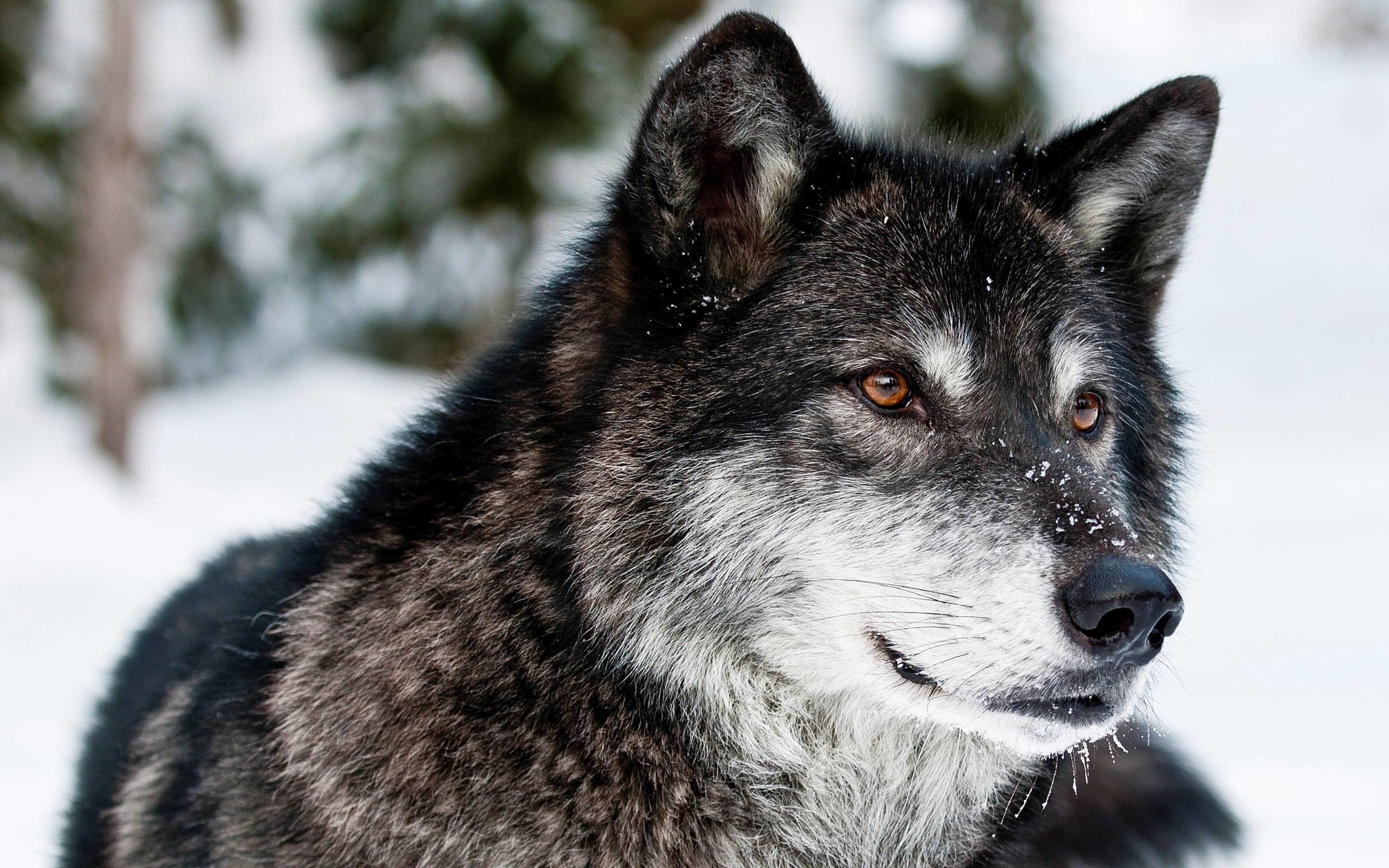 Gray Wolf Wallpapers | Pictures