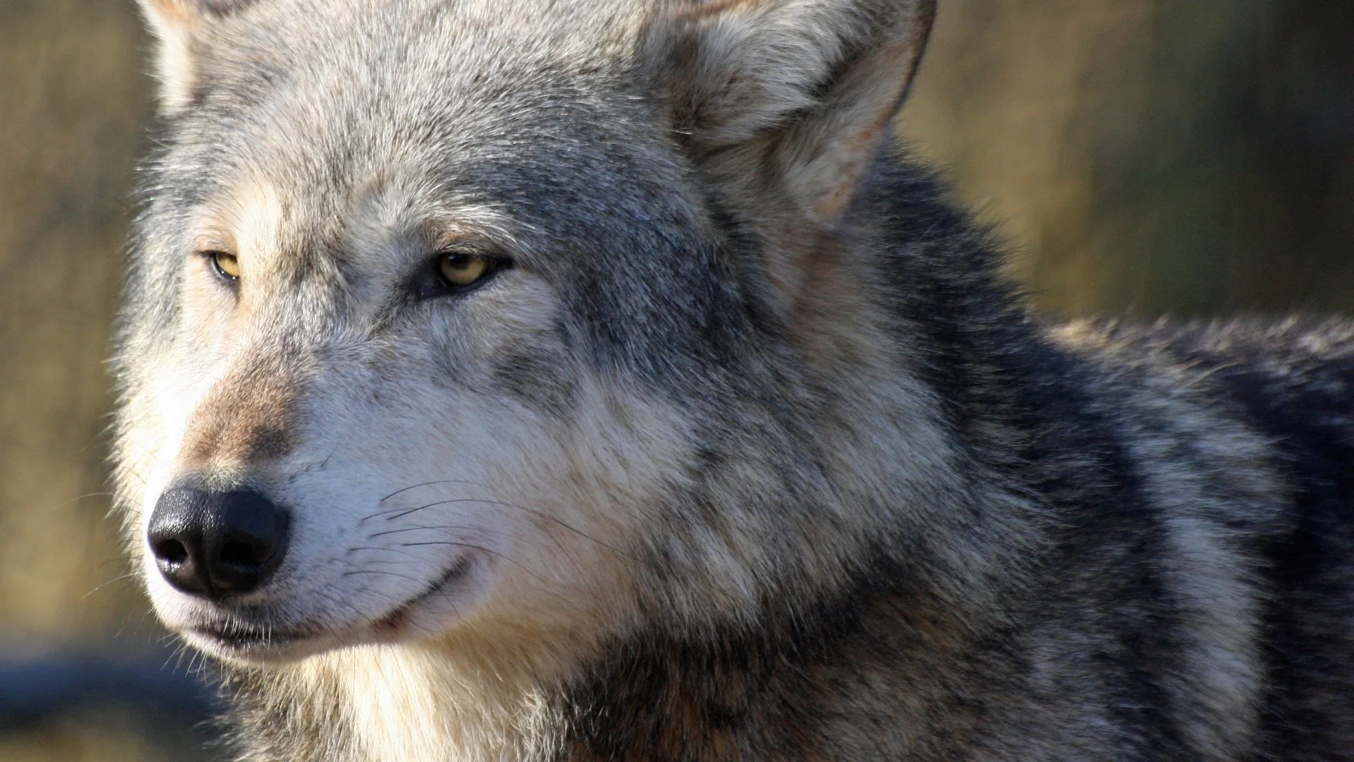 Background Full HD 1080p. Wallpaper wolf, snout, predator, looks