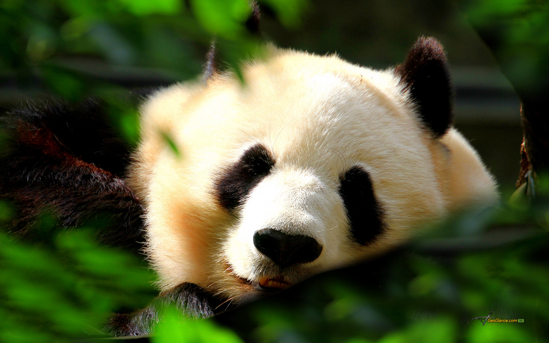 Description: Cute Panda Wallpaper is a hi res Wallpaper for pc .