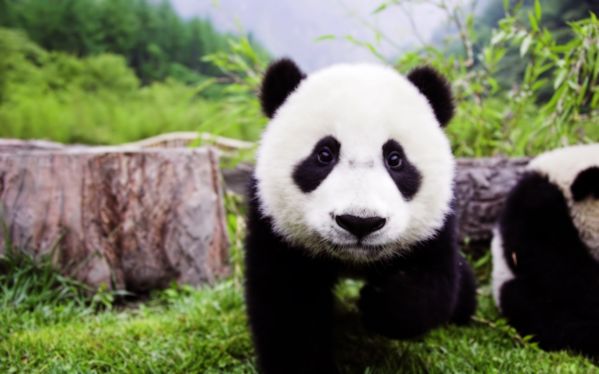 Panda widescreen