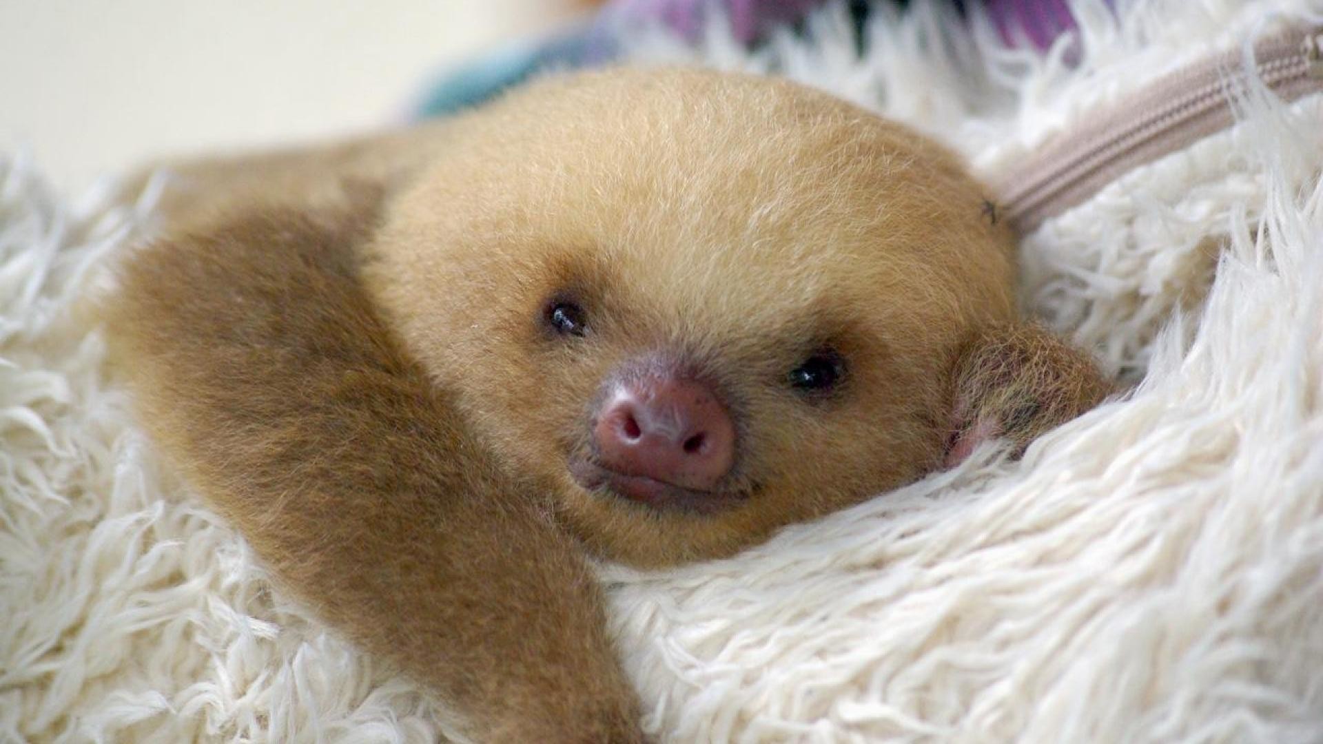 Sloth HD Photo