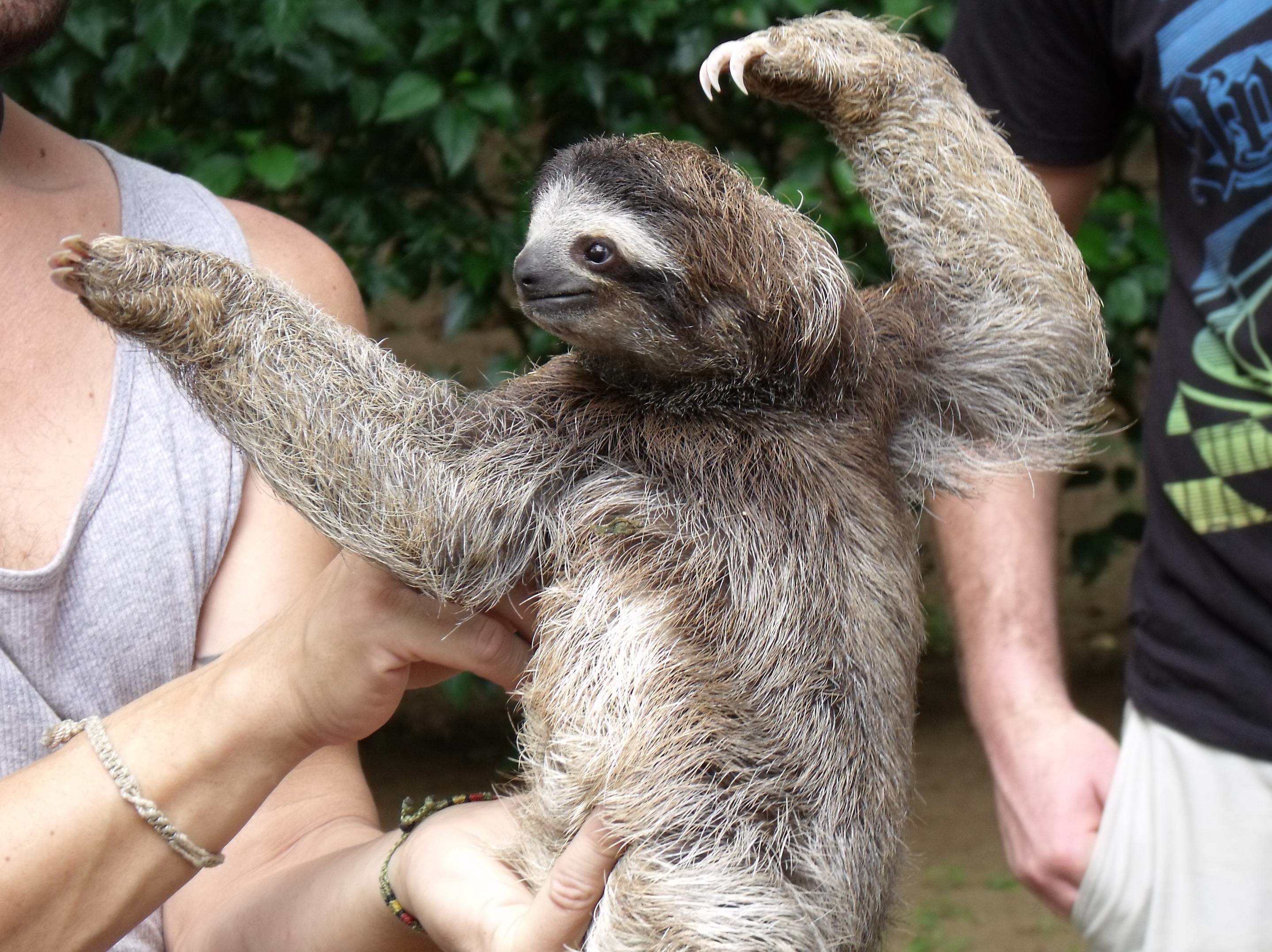 6+ Different Types of Sloths in the Rainforest with Pictures and Facts