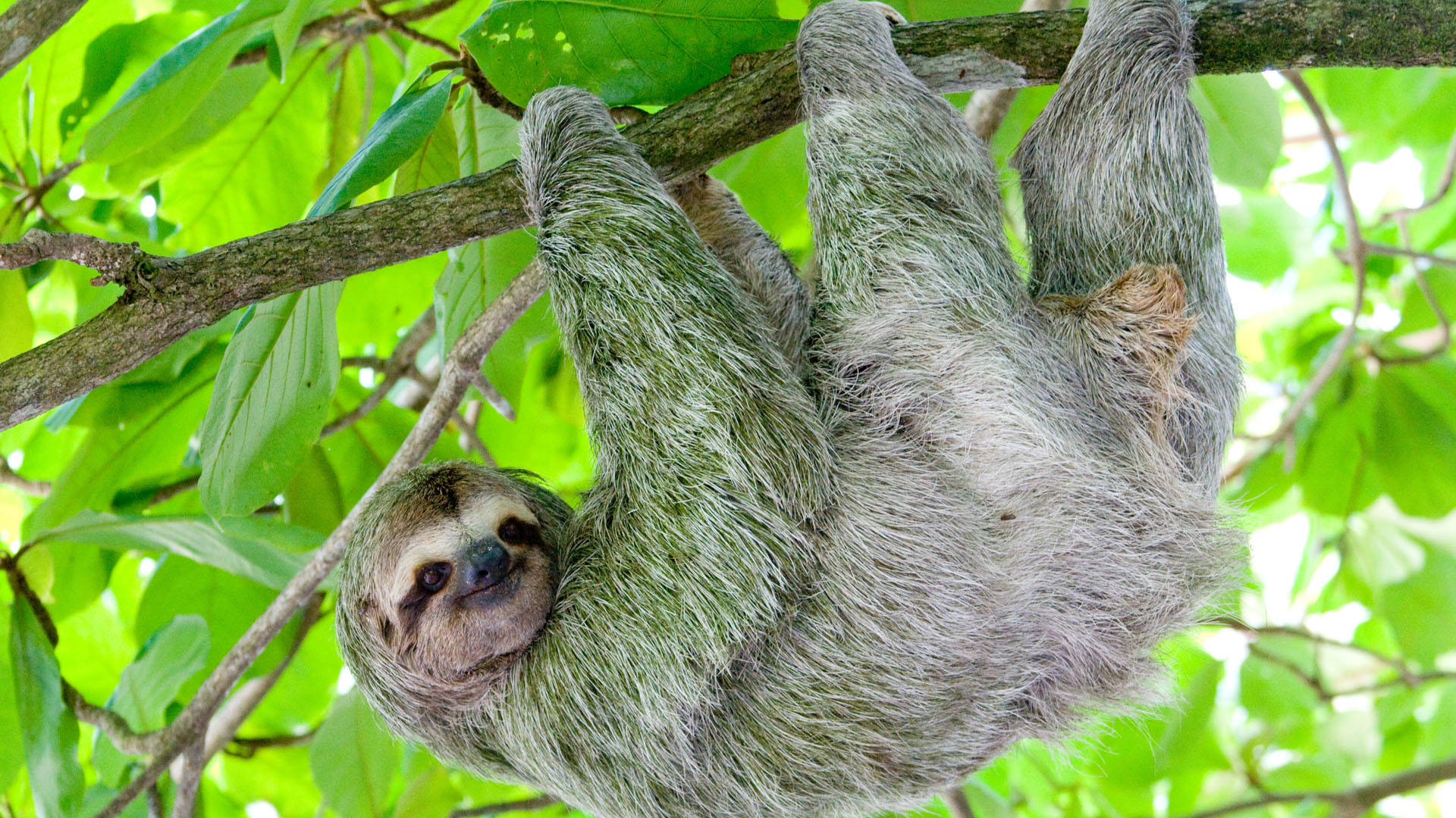Sloth wallpapers