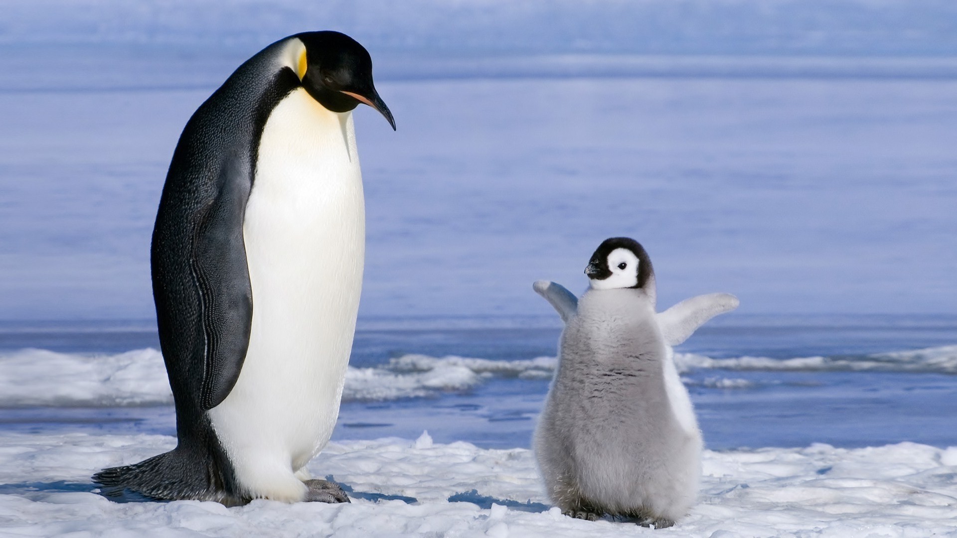 Baby Penguin images