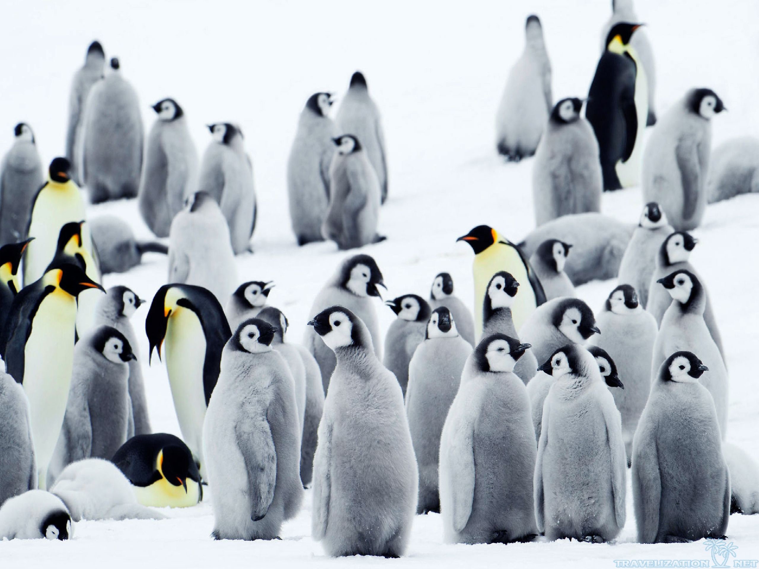 Free Penguin wallpaper x