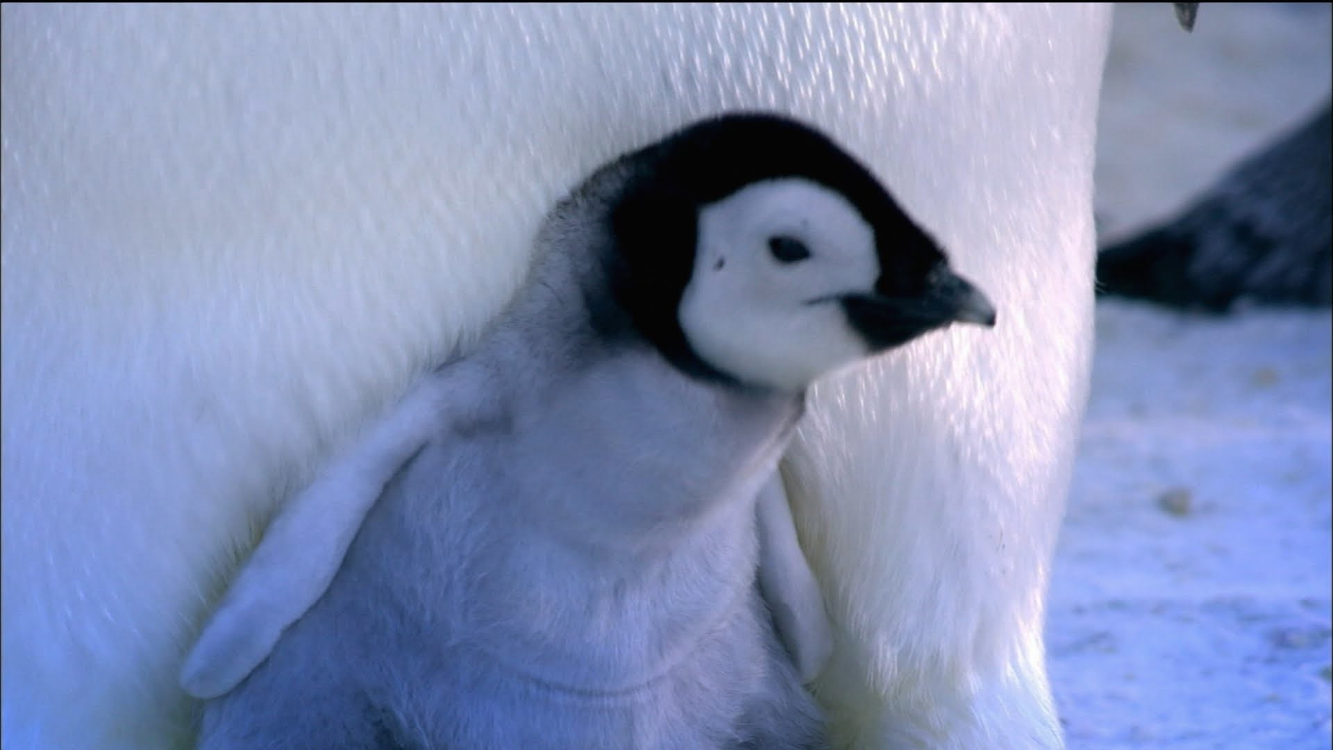 Baby penguin wallpapers | Baby Animals