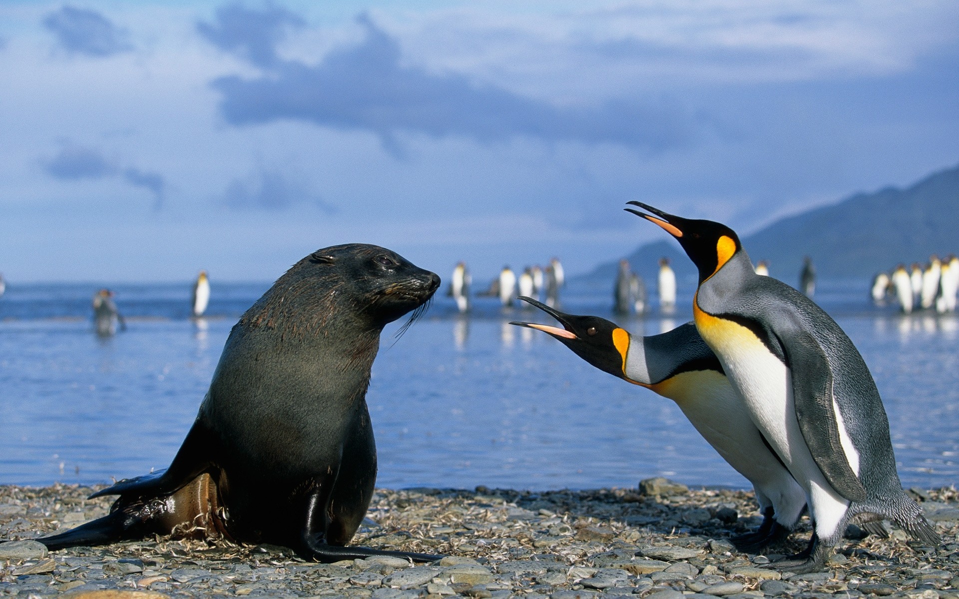 Wallpaper penguins, antarctica, seal, friendship, sea