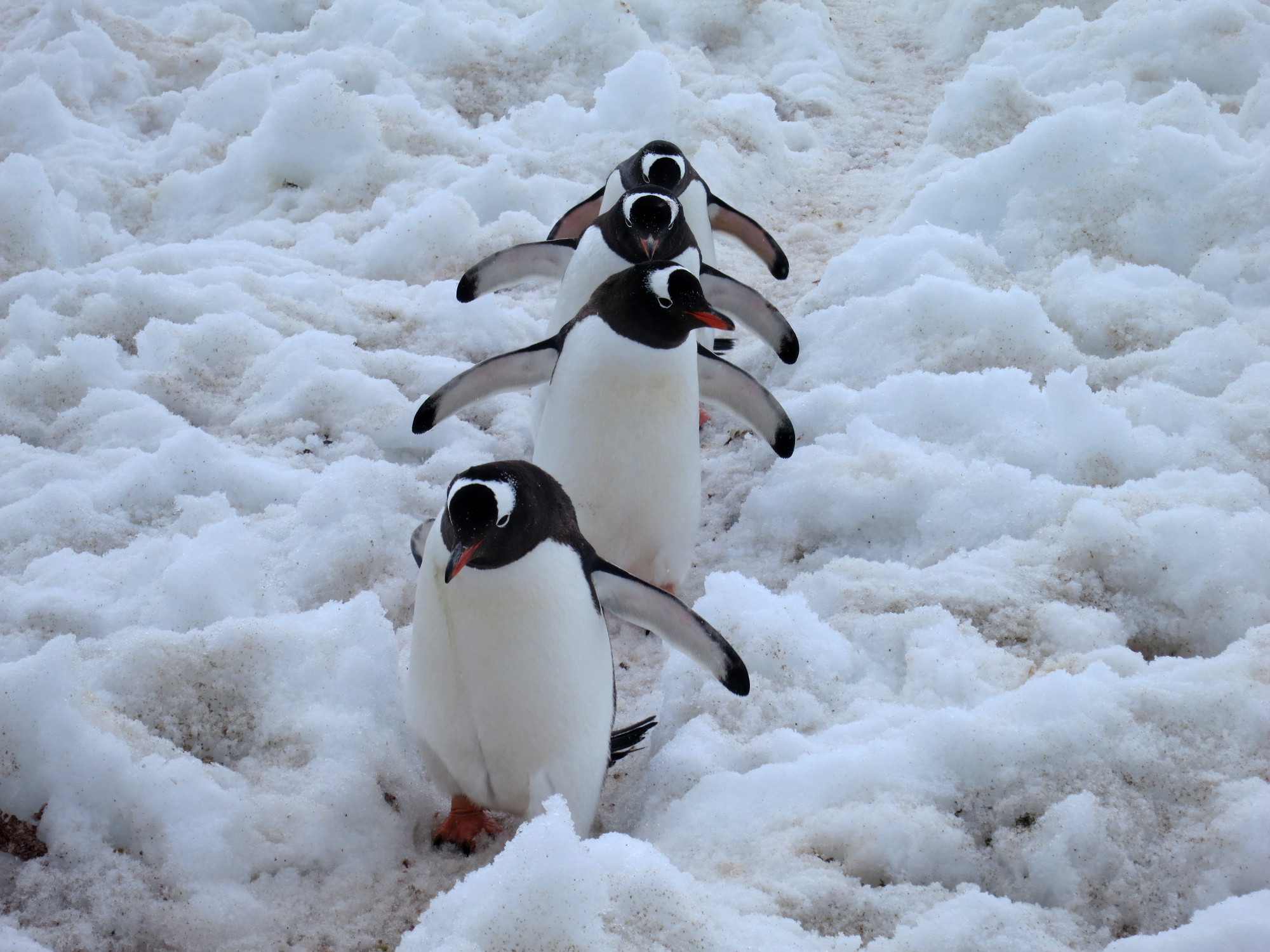 Penguin pictures