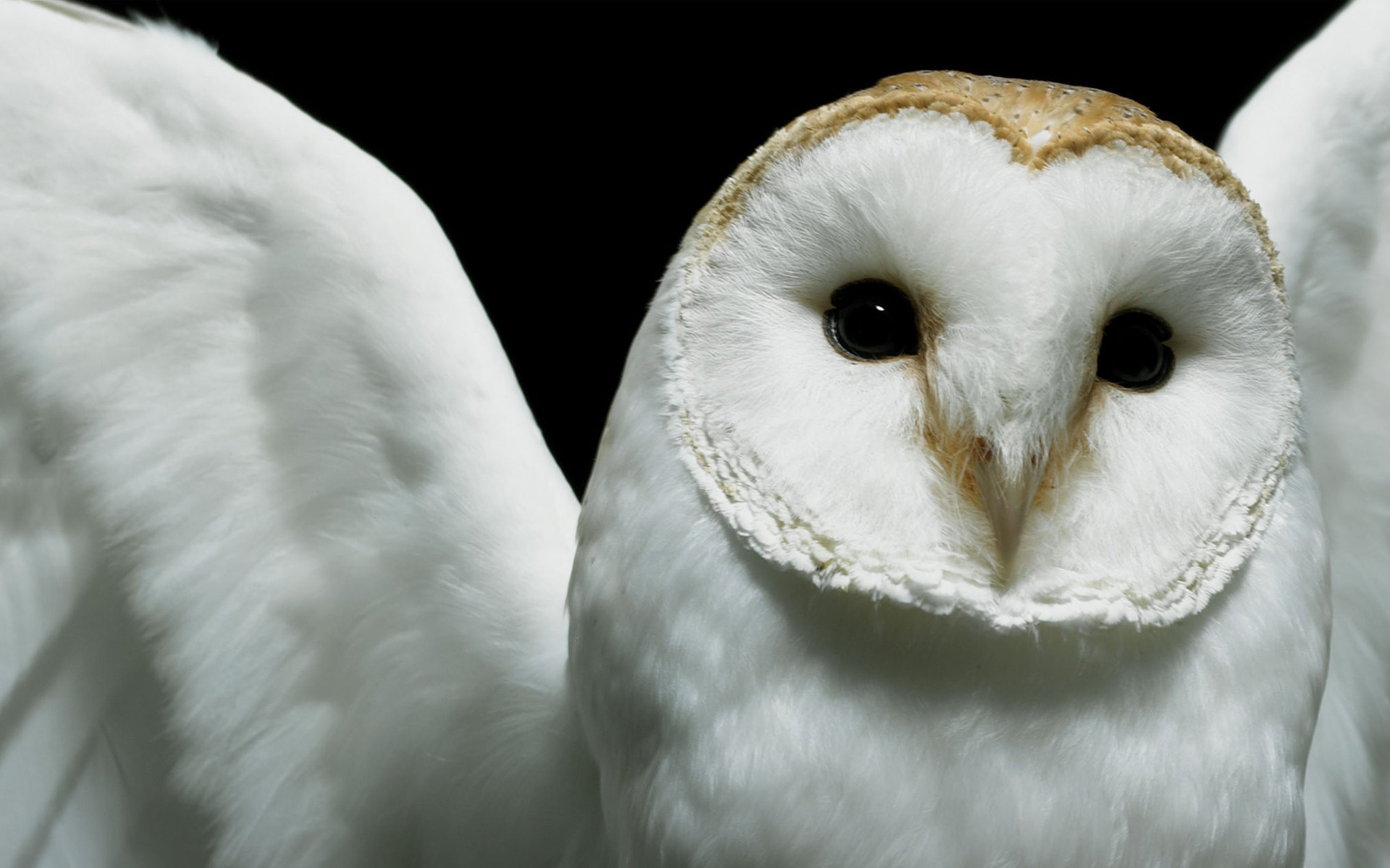 Cute Owl Background Image