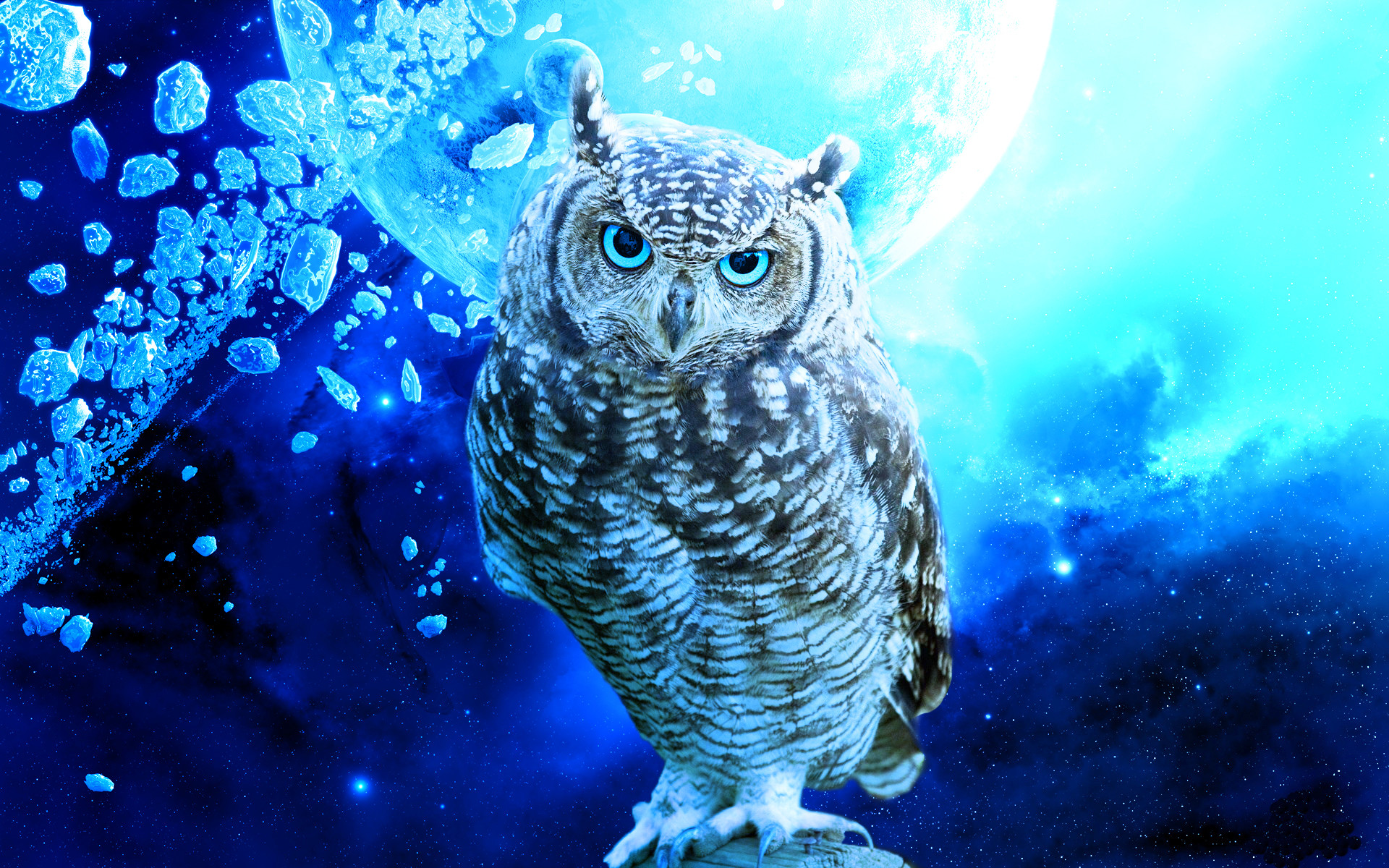 … cool owl wallpapers 71 wallpapers hd wallpapers …