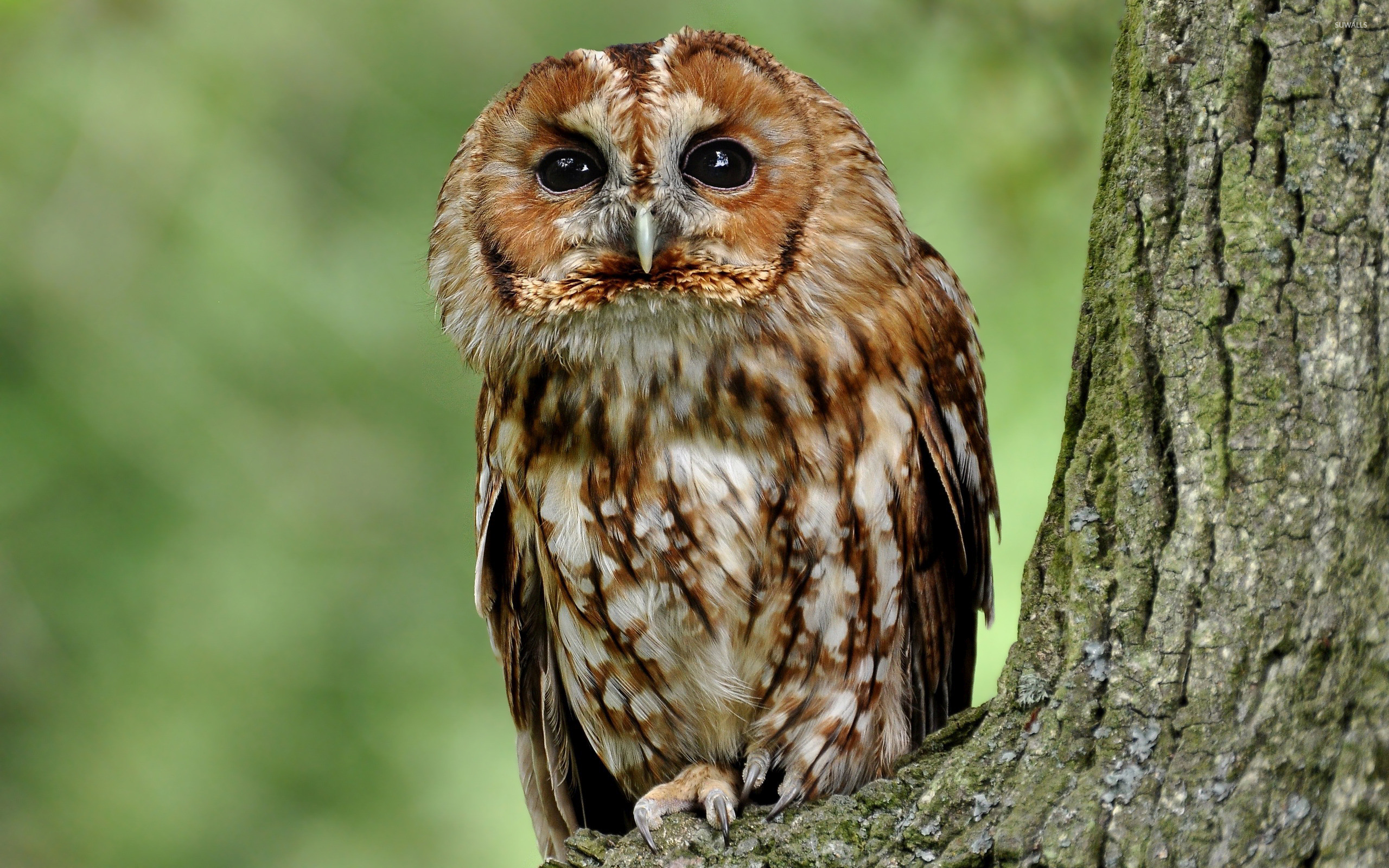 Tawny owl in a tree wallpaper jpg