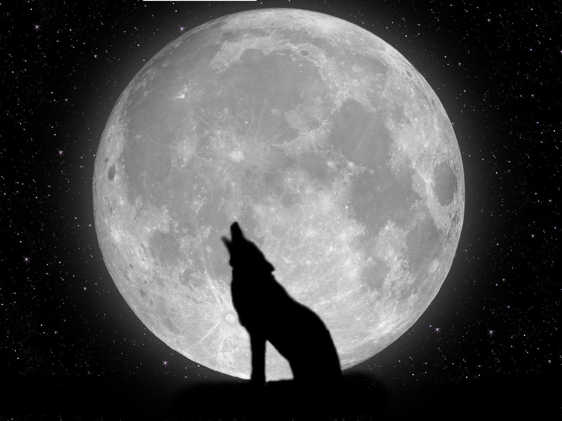 Wallpapers For > Hd Wallpapers Of Wolves