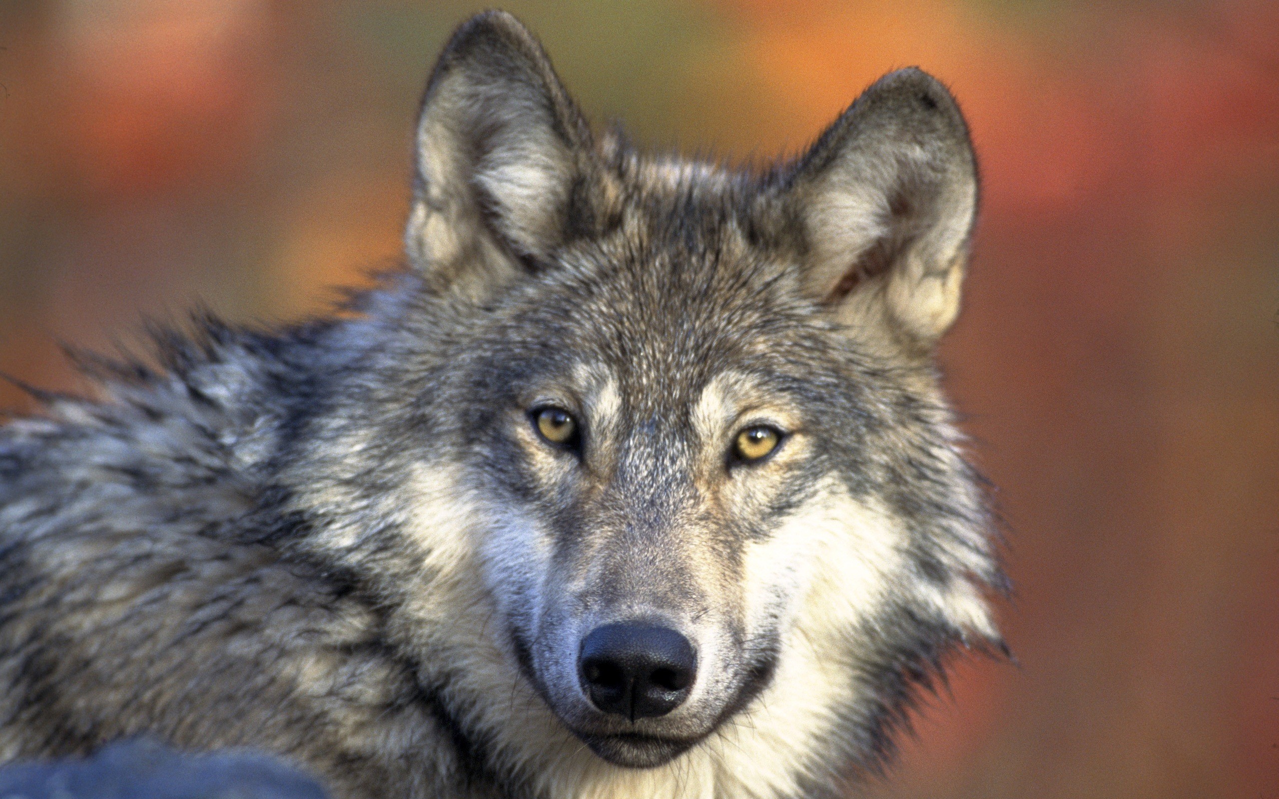 Cool wallpapers of wolves 1564 wallpapers cool wallpapers of wolves