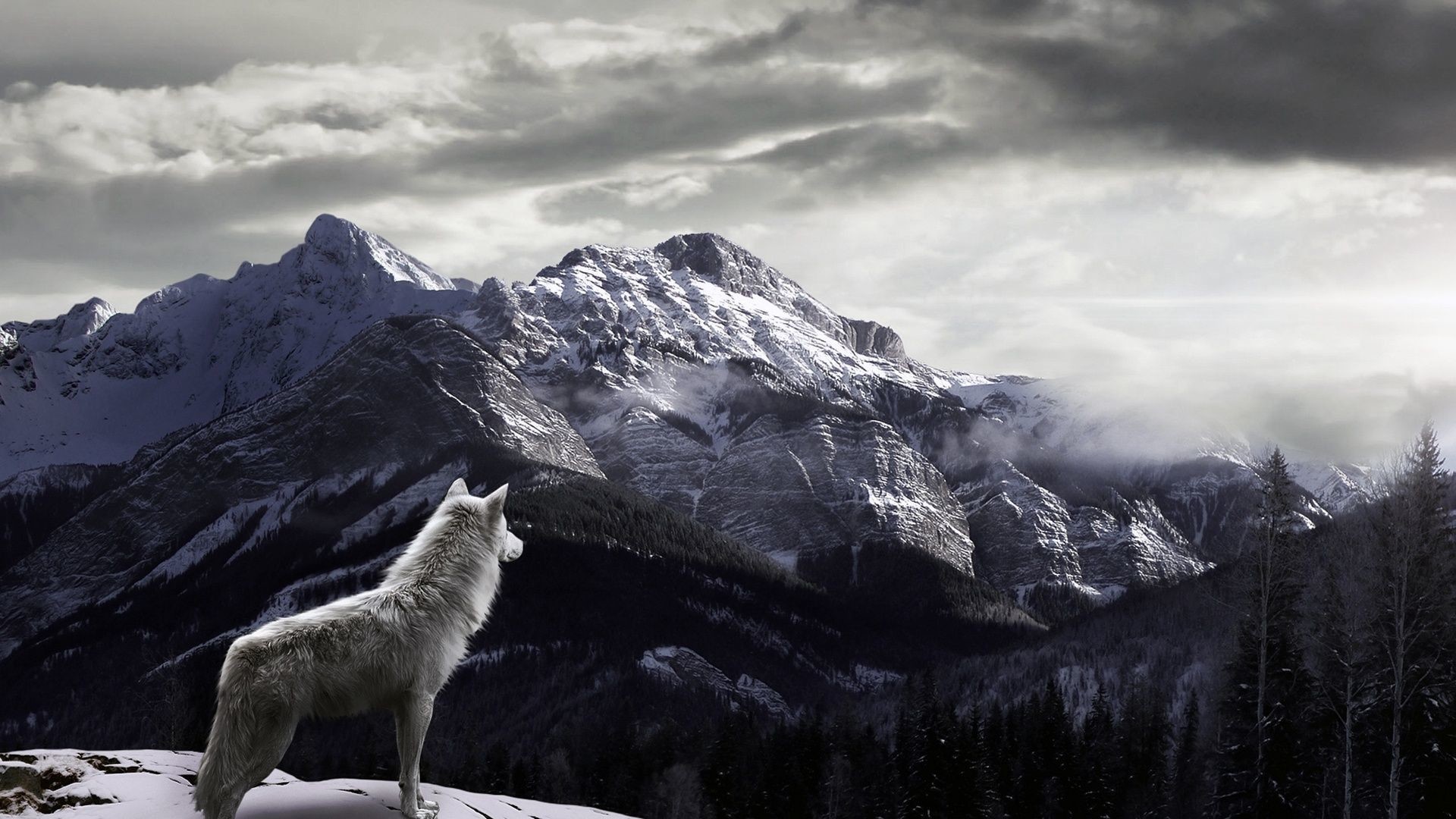 781355942 Wolves Wallpapers Wolves Backgrounds