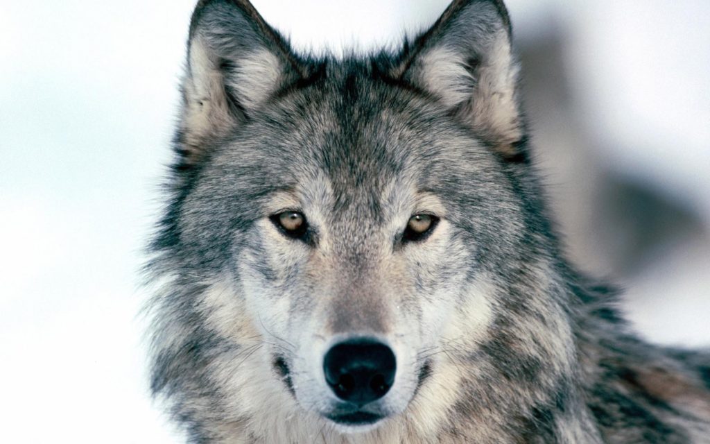 54+ Cool Pictures of Wolves