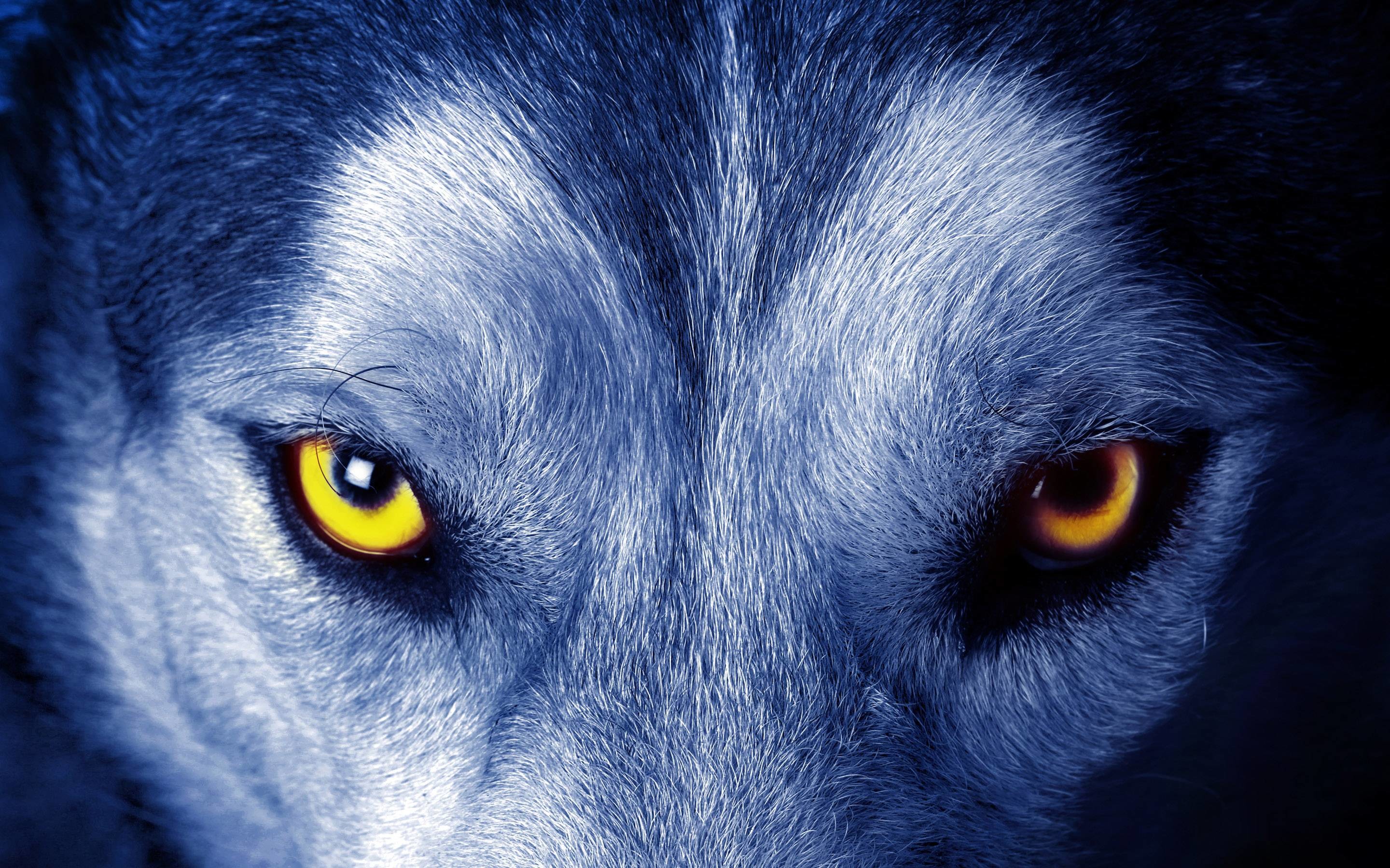 Wolf Eyes Wallpaper Free HD Desktop Backgrounds