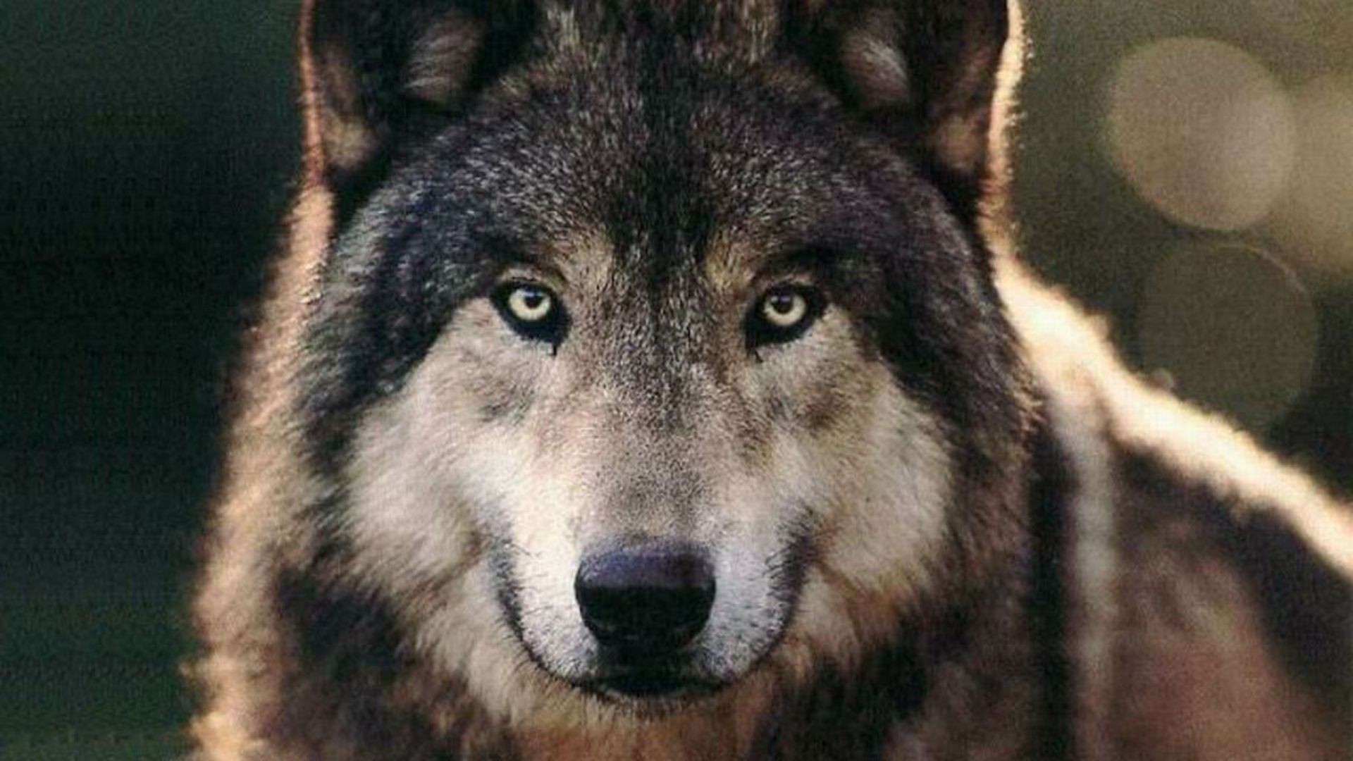 Wolf Wallpaper Wolf