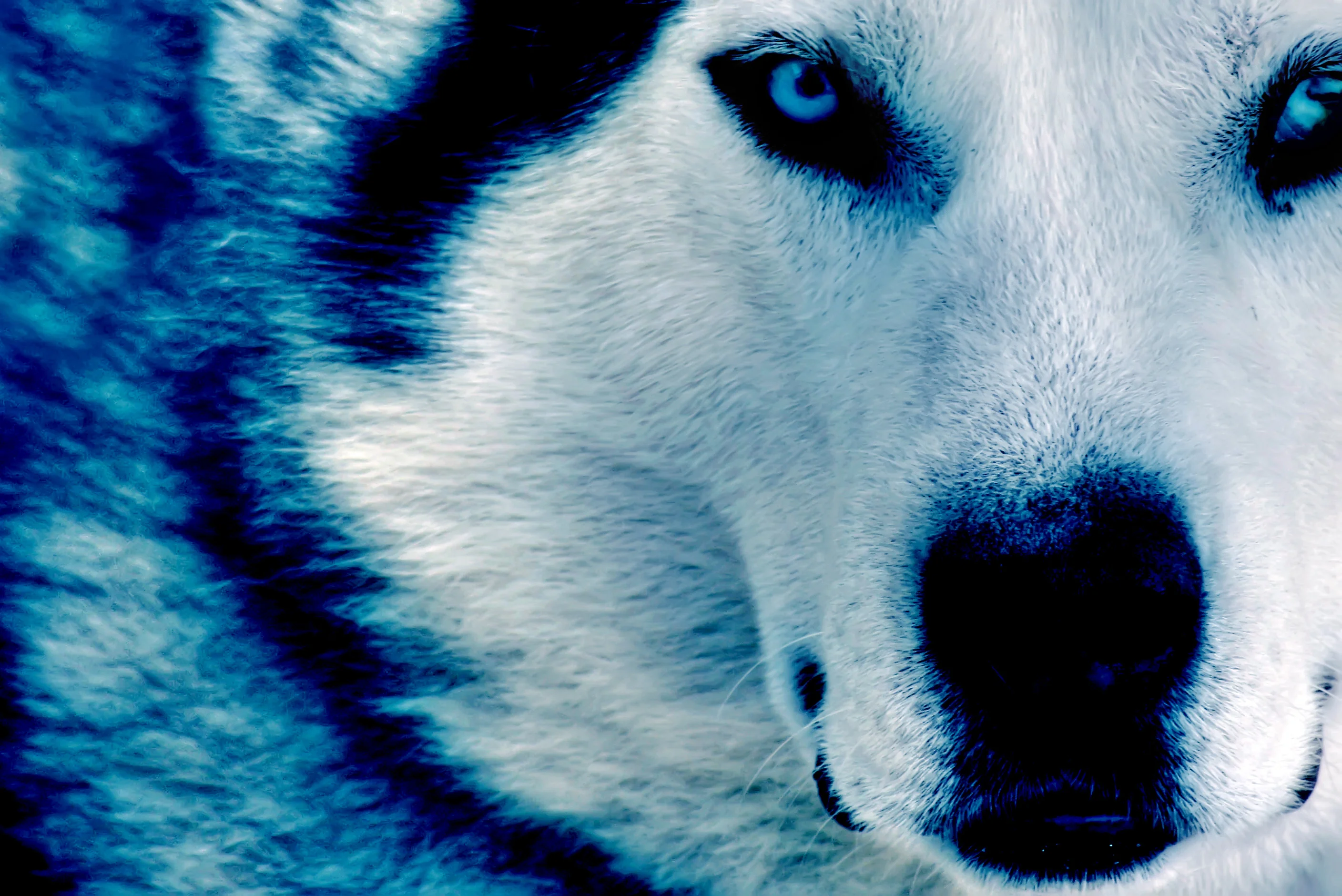 Winter Wolf HD dekstop wallpapers – Winter Wolf