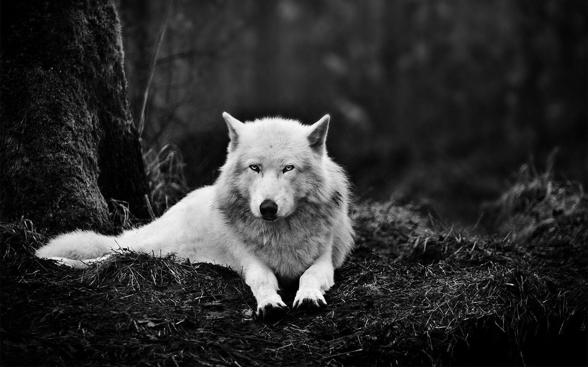 White Wolf Wallpapers – Full HD wallpaper search