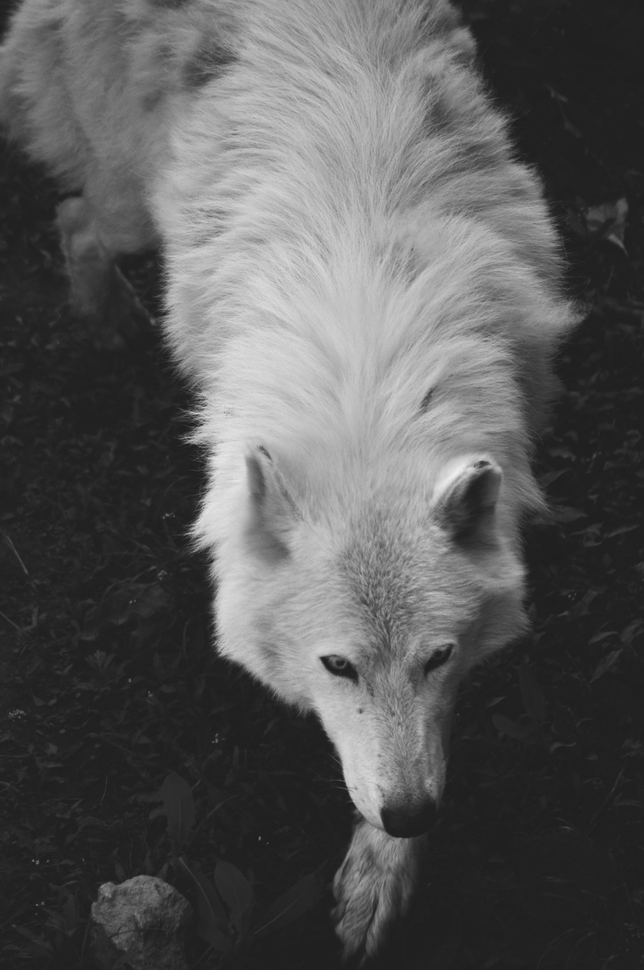 Белый волк Эстетика