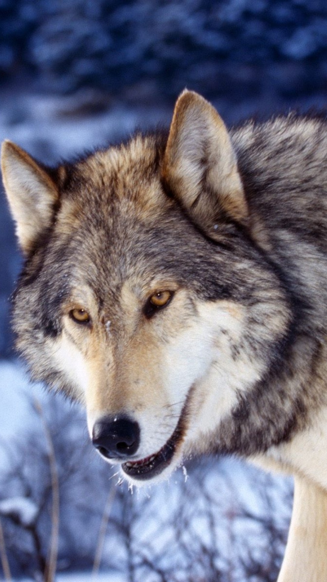 Wallpaper eyes, face, predator, wolf