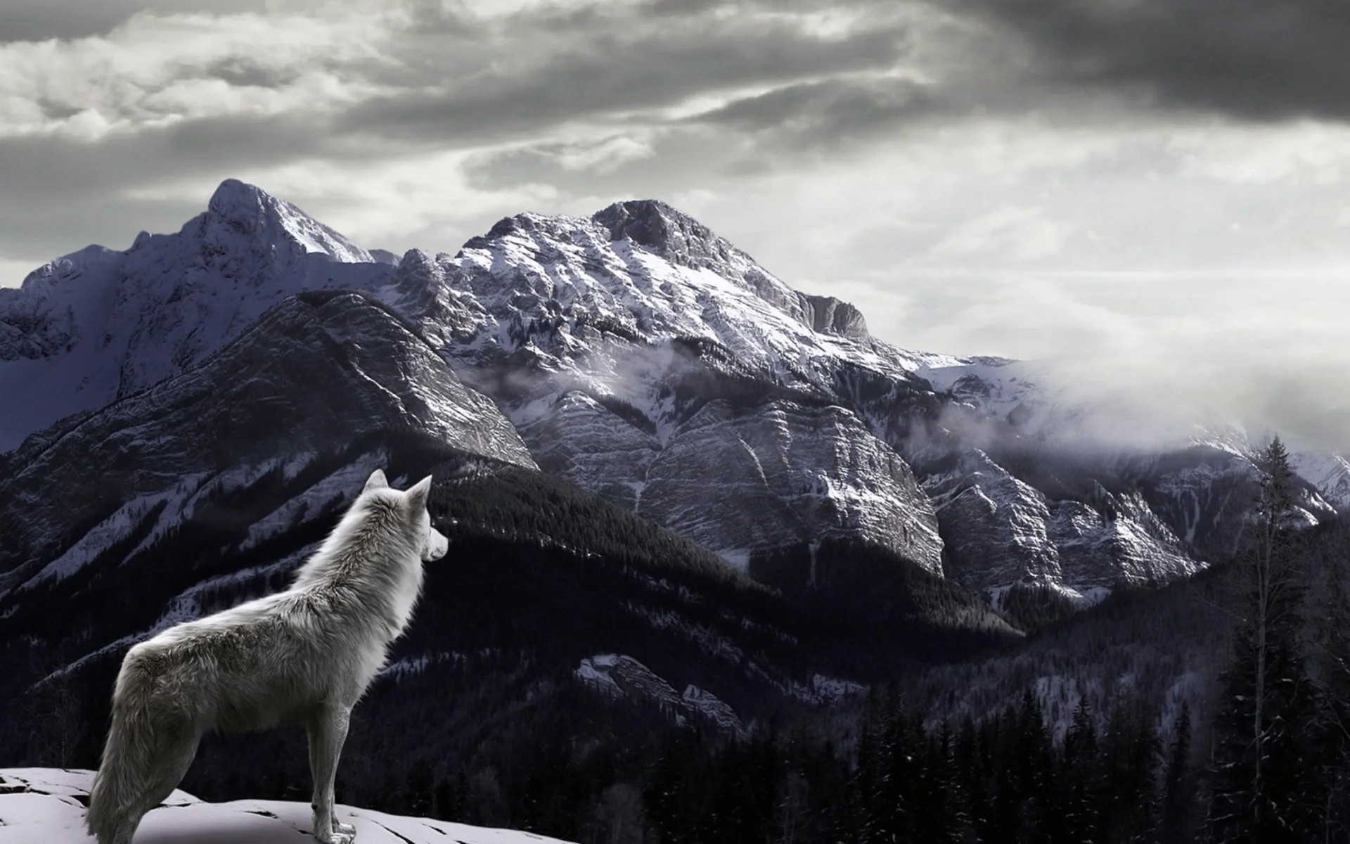 White Wolf Wallpapers Phone