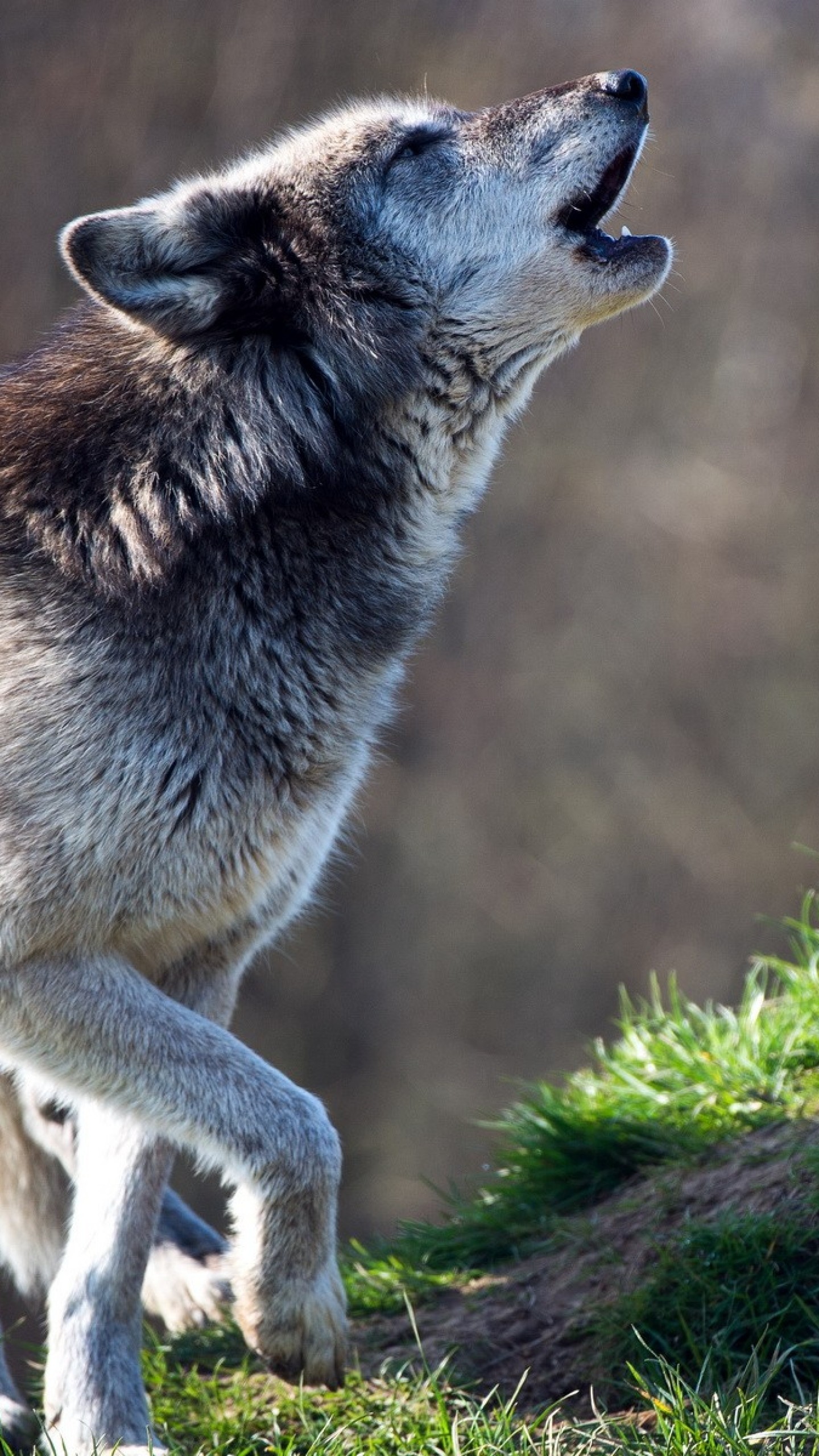 Wallpaper wolf, predator, howling, grass