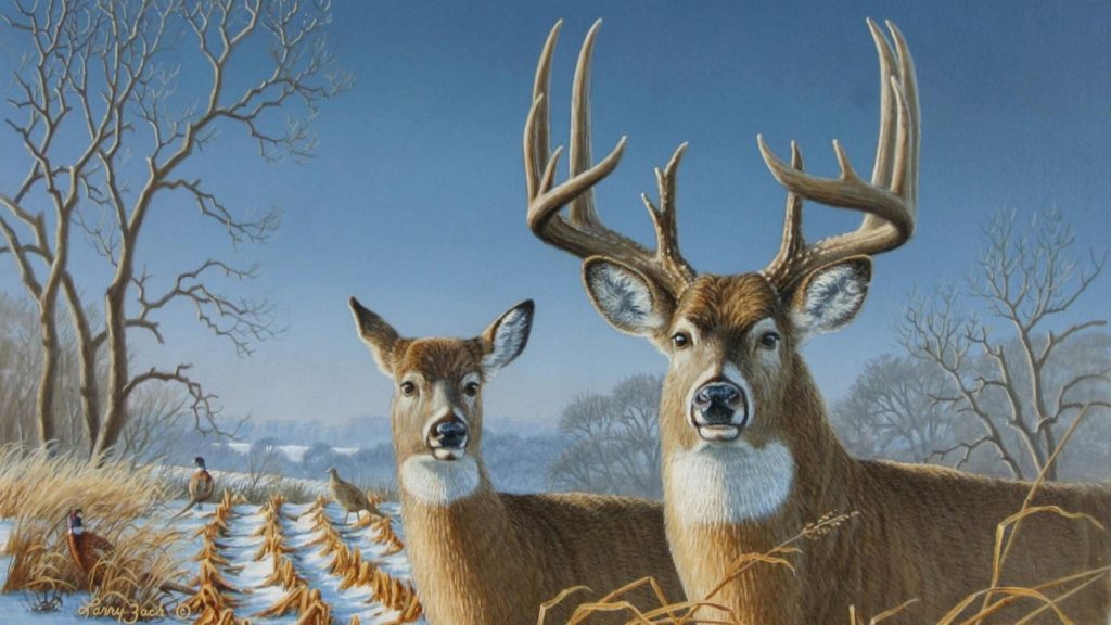 41+ Whitetail Deer Wallpaper Screensaver